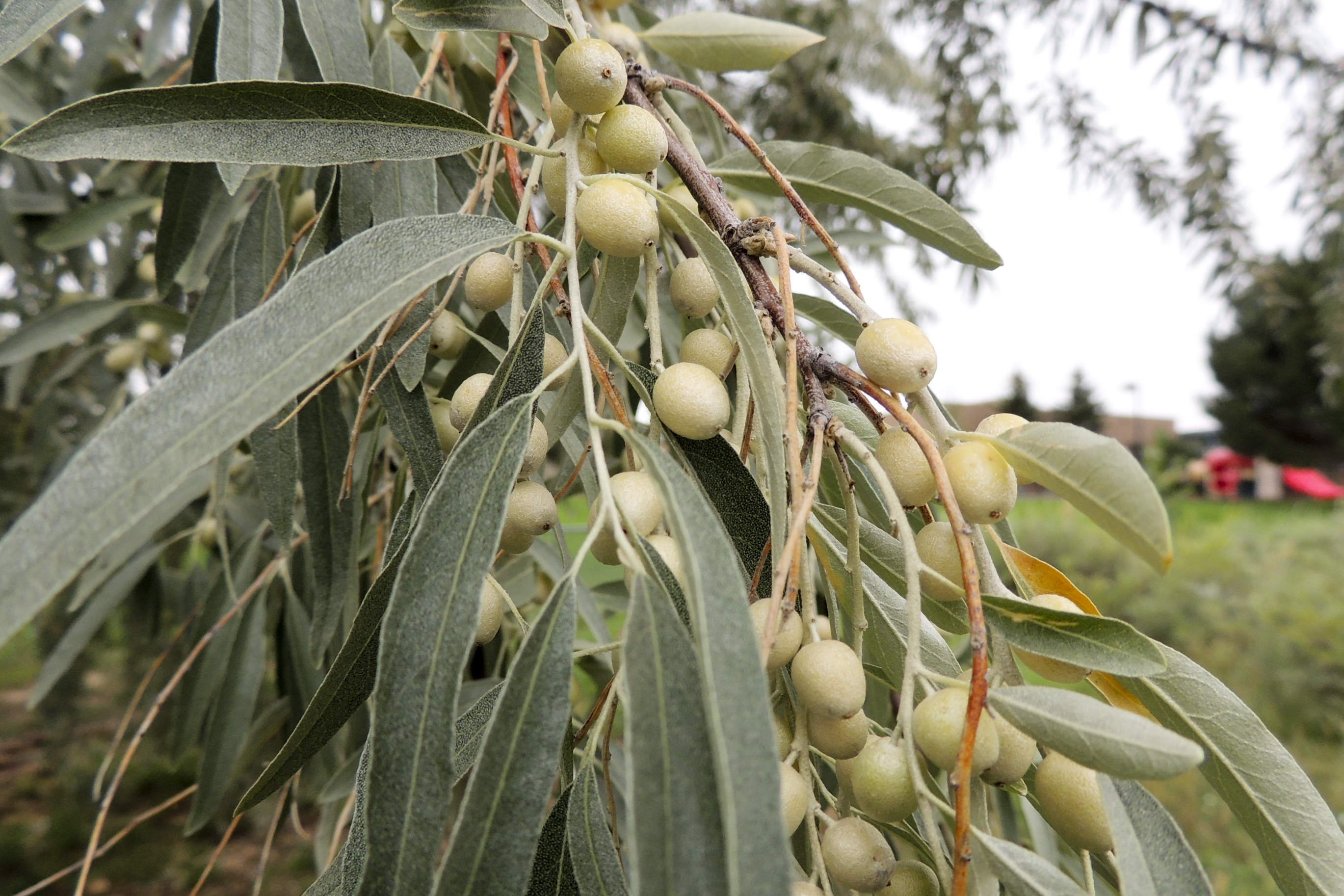 Серебряные кусты дикой маслины окруженные. Лох узколистный Северная олива. Лох узколистный Ангустифолия. Лох узколистный Джида что это. Лох серебристый (Elaeagnus argentea).