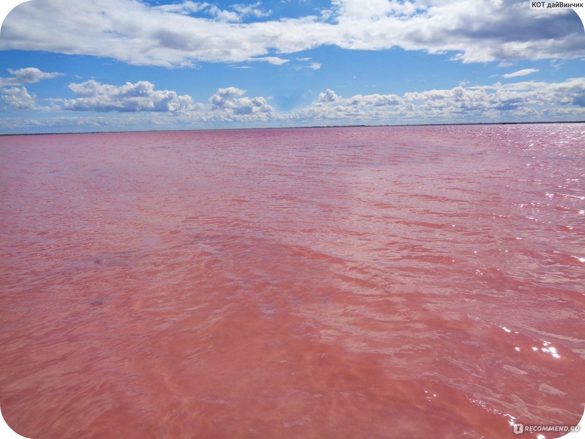 Розовое озеро на алтае. Розовое озеро Бурсоль Алтайский. Озеро Бурсоль Яровое. Яровое соленое озеро Алтайский. Солёное озеро Алтайский край Бурсоль.