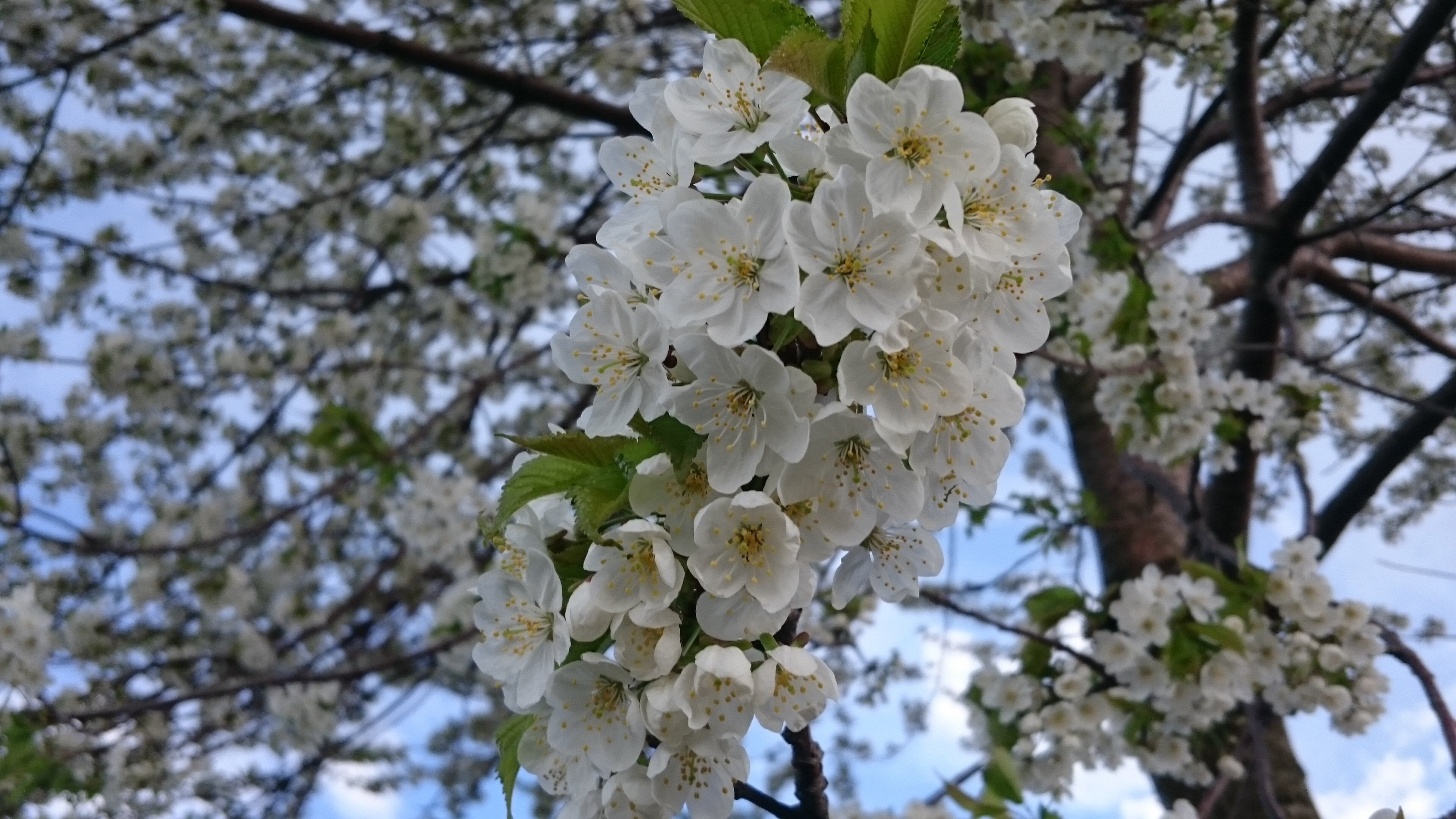 Цветет краса. Цветущие деревья России. Расцветающее растение. Красота весны. Расцветающее растение весной.