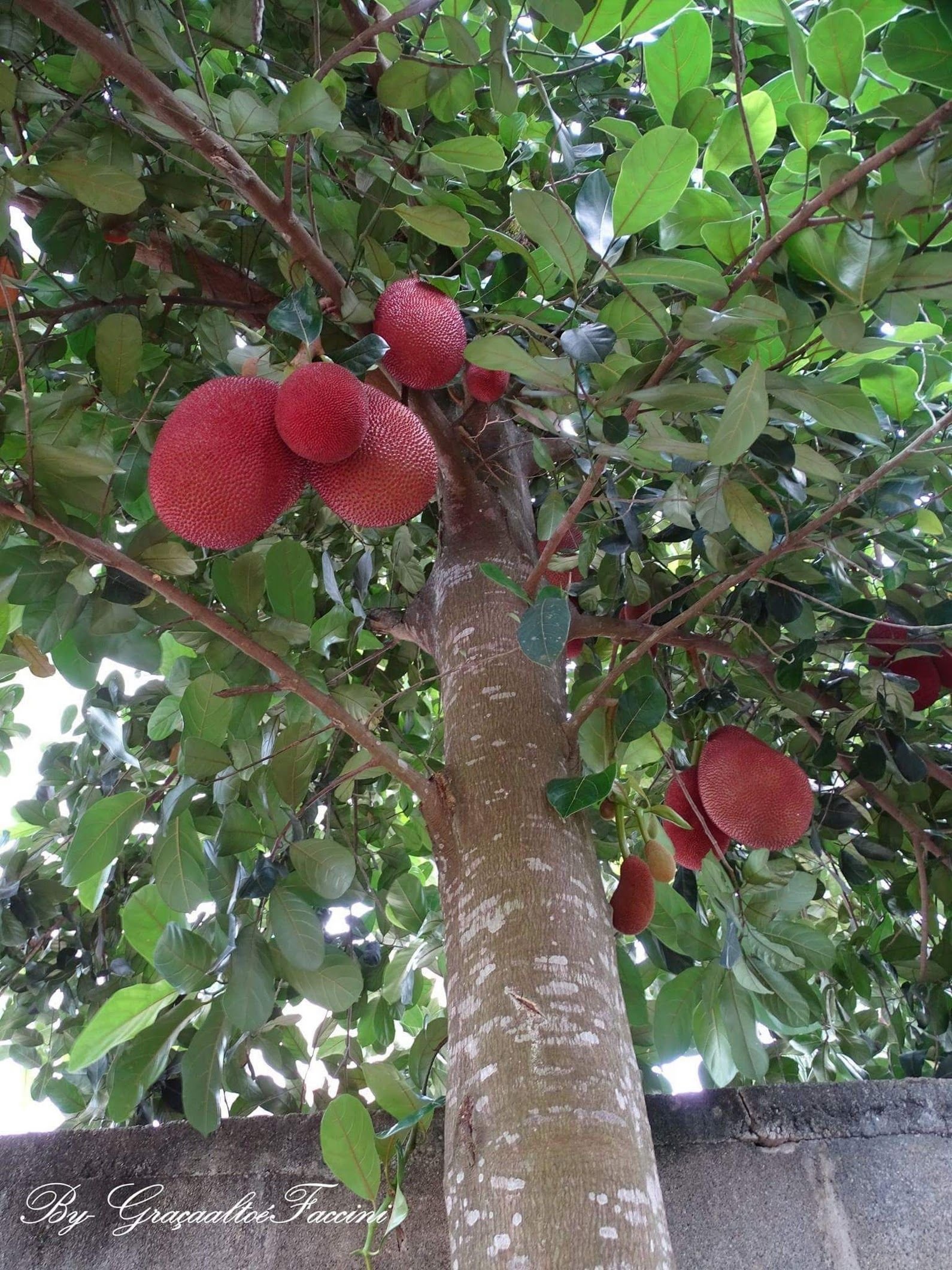 Экзотические фруктовые деревья