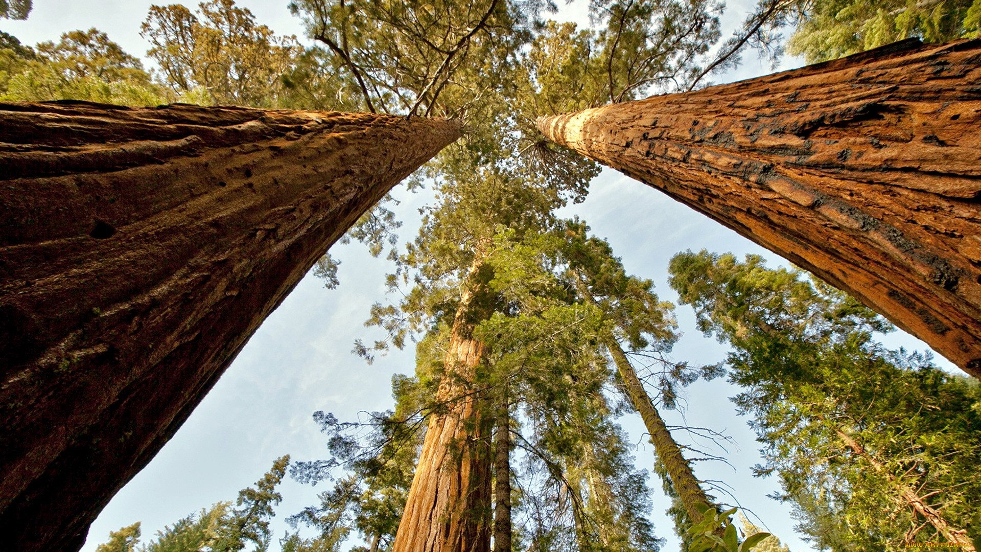 Самое высокое дерево на земле природная зона. Секвойя дерево. Парк Секвойя Калифорния. Секвойя Гиперион. Sequoia National Park дерево арка.