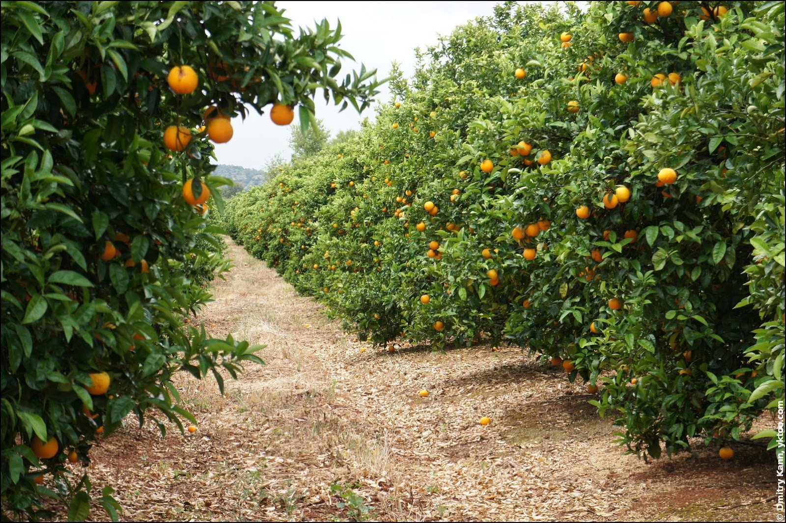 Урожайность апельсинов. Плантация апельсинов Сицилия. Сицилия апельсиновые сады. Мандариновые плантации в Абхазии. Апельсиновая роща в Италии.