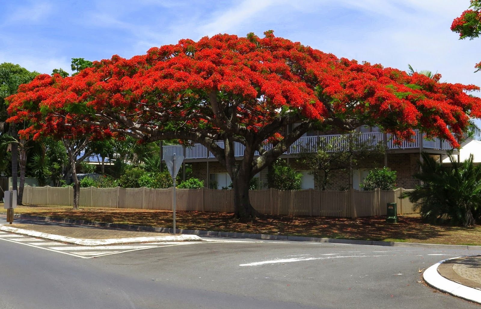 Австралийские деревья которые цветут