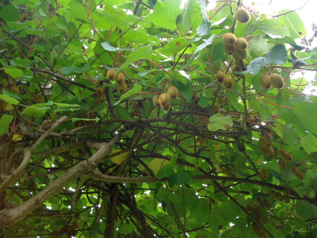 Тунговое дерево плоды