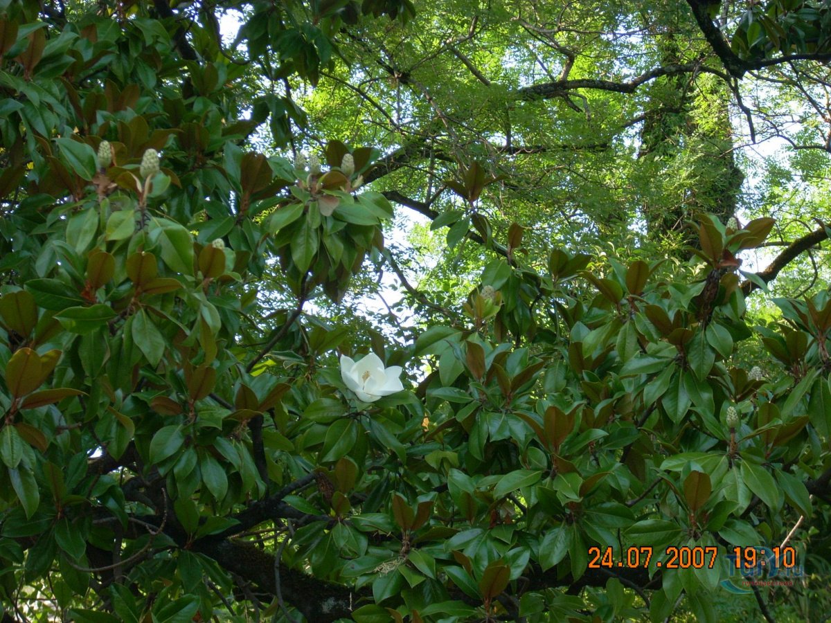 Магнолия Абхазия дерево