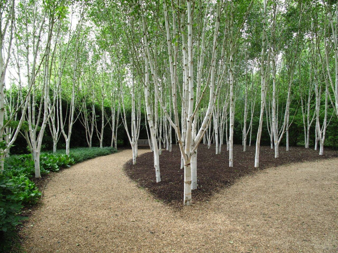 Betula utilis 'Silver Shadow'