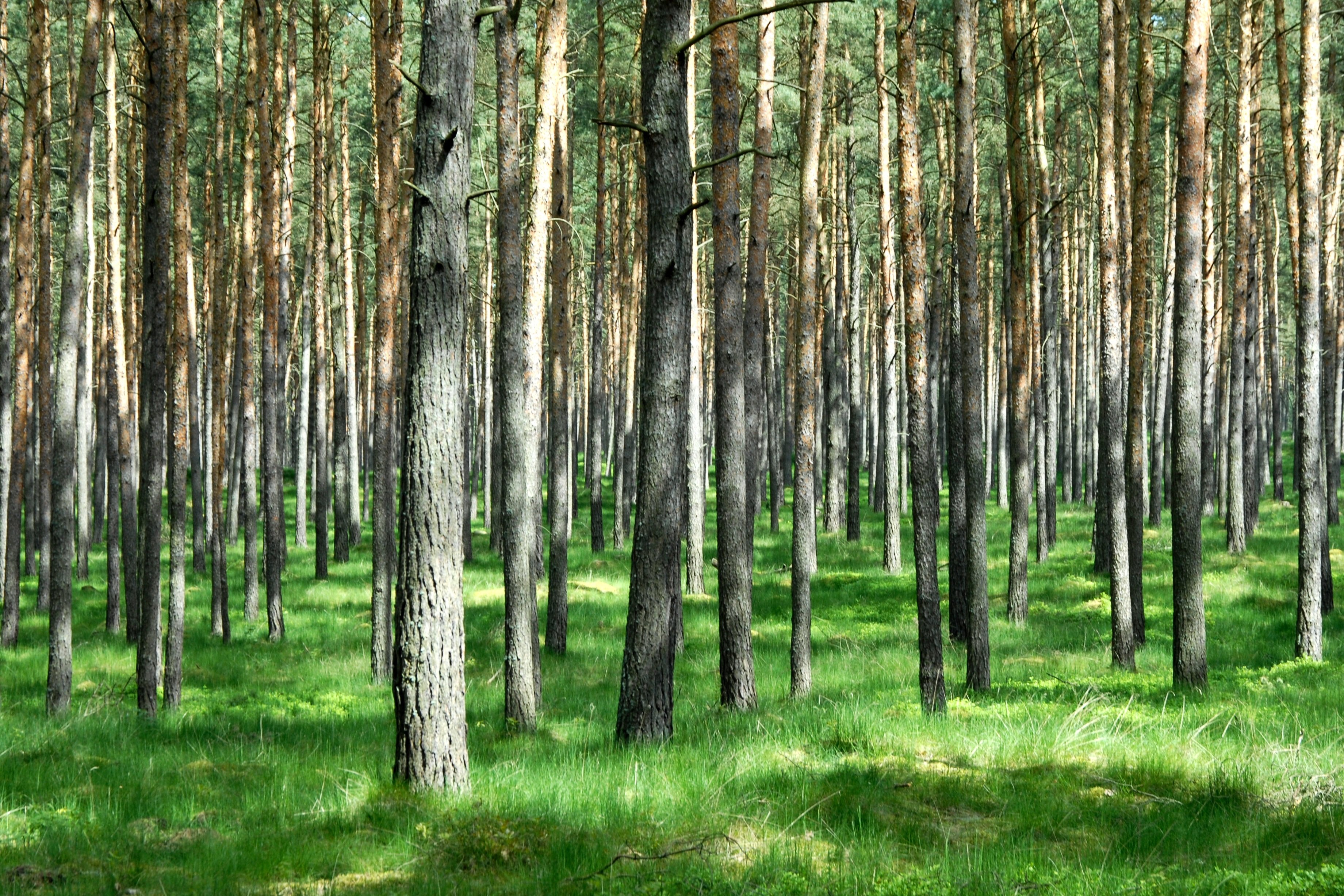 Хвойная полоса. Сосново-Березово-осиновый лес. Березово Сосновый лес. Березово-лиственничный лес. Березово еловый лес.