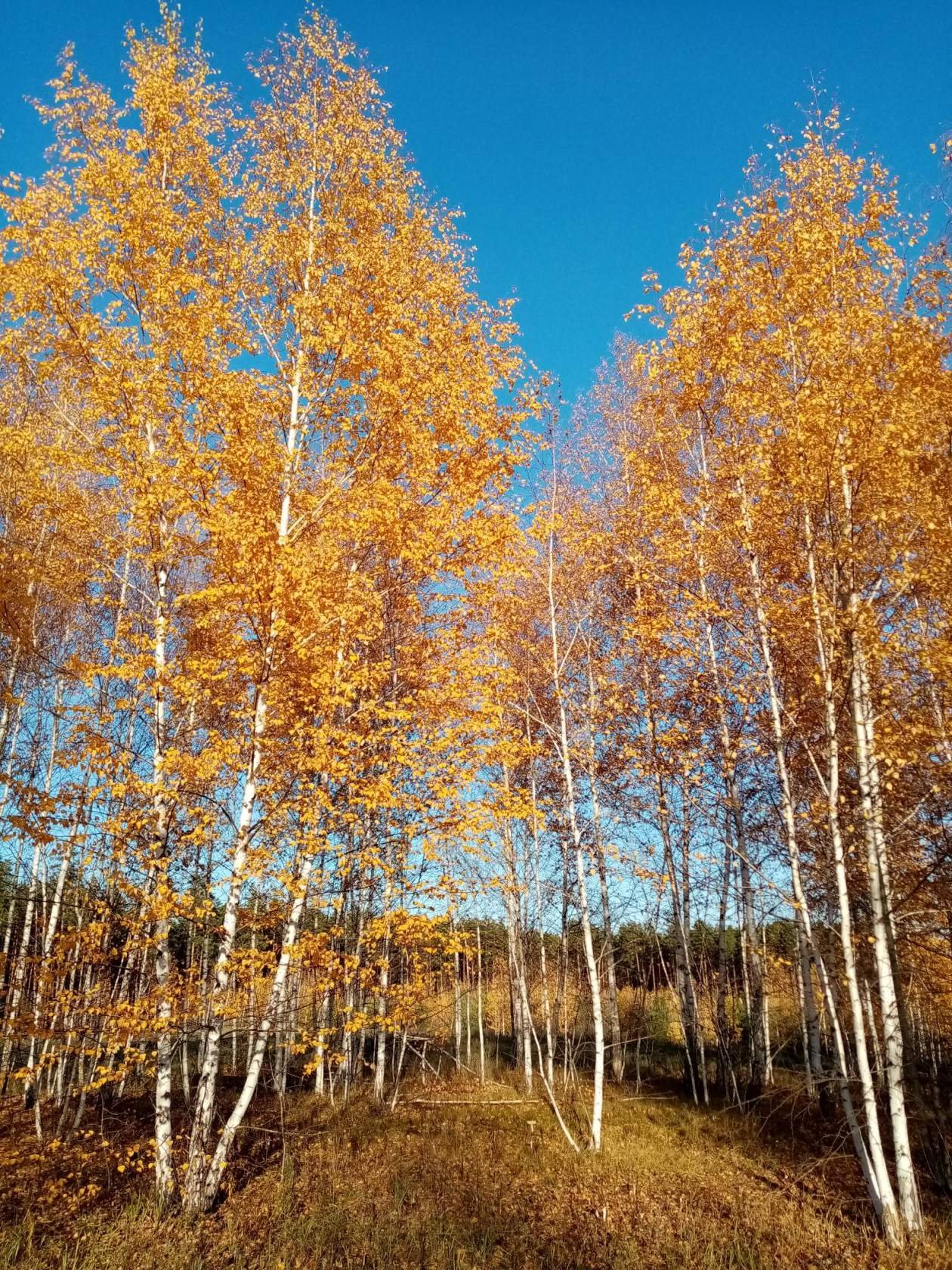 Золотая береза дерево. Береза Миддендорфа. Осенняя береза. Береза осенью.