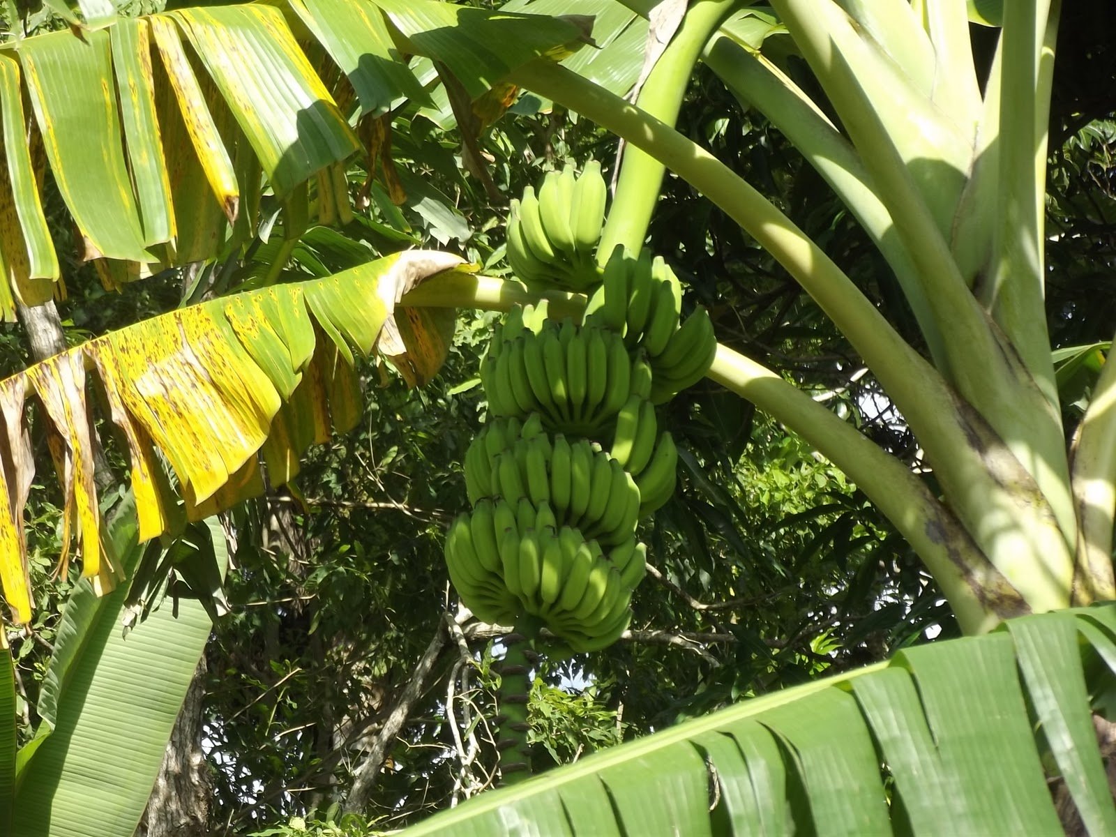 Банановая пальма фото