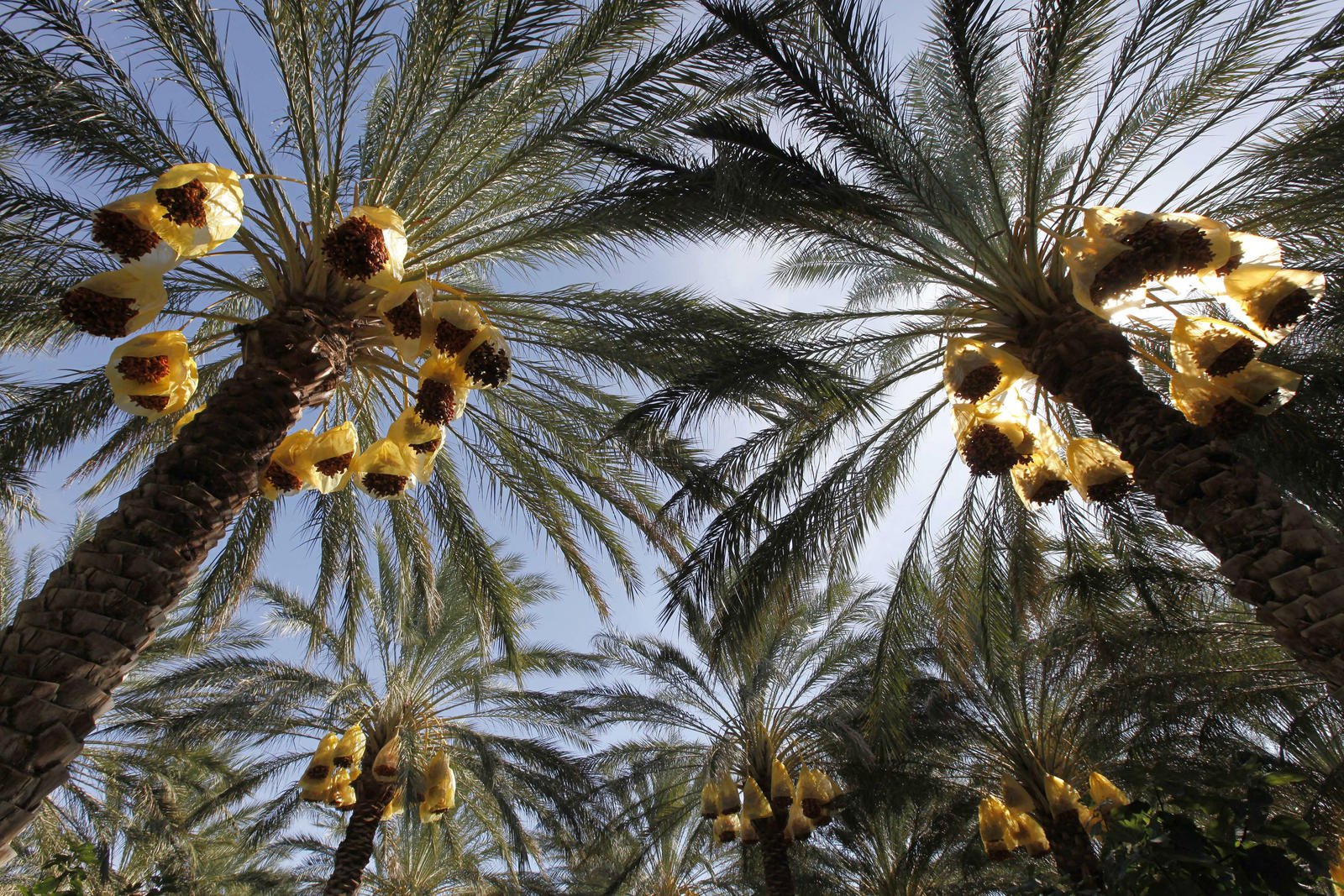 Финики в египте. Финиковые пальмы в Египте. Финиковая Пальма в Африке. Финиковая Пальма Африка Восток. Финиковые пальмы Месопотамия.