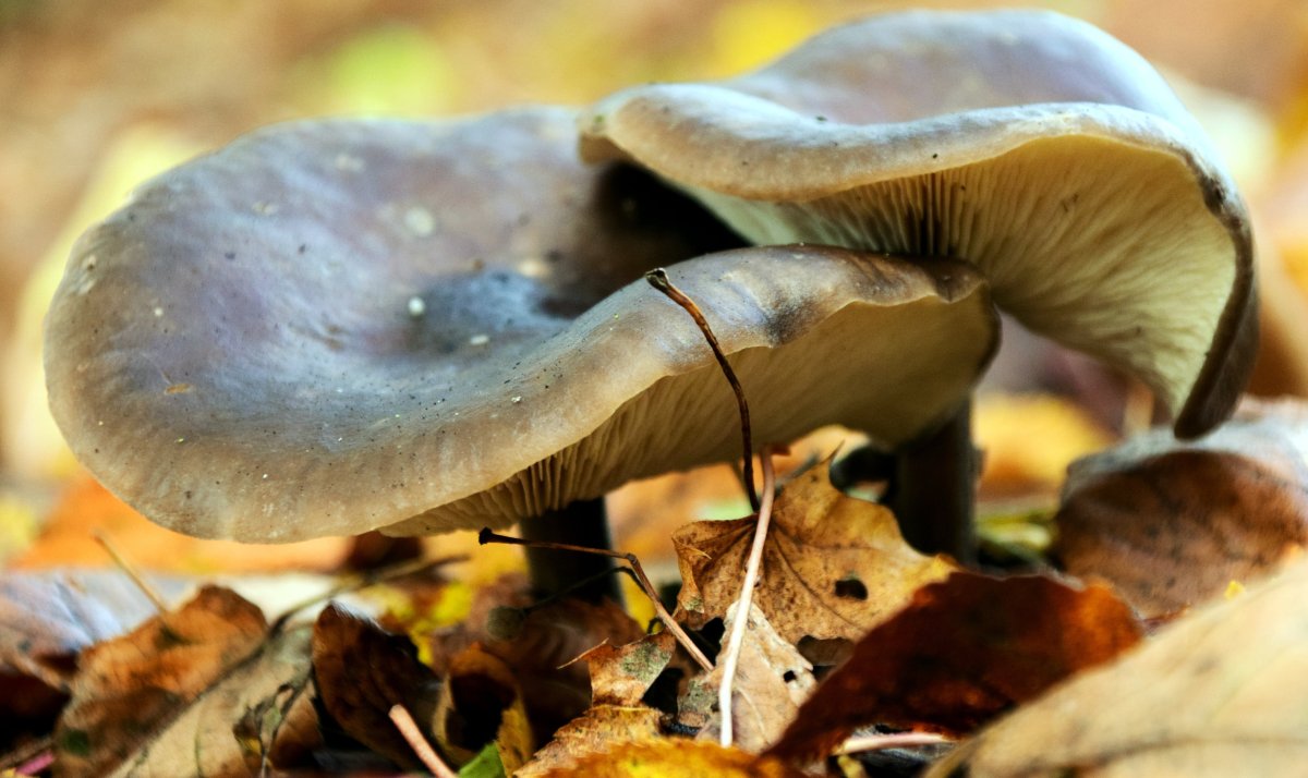 Осенние пластинчатые грибы съедобные