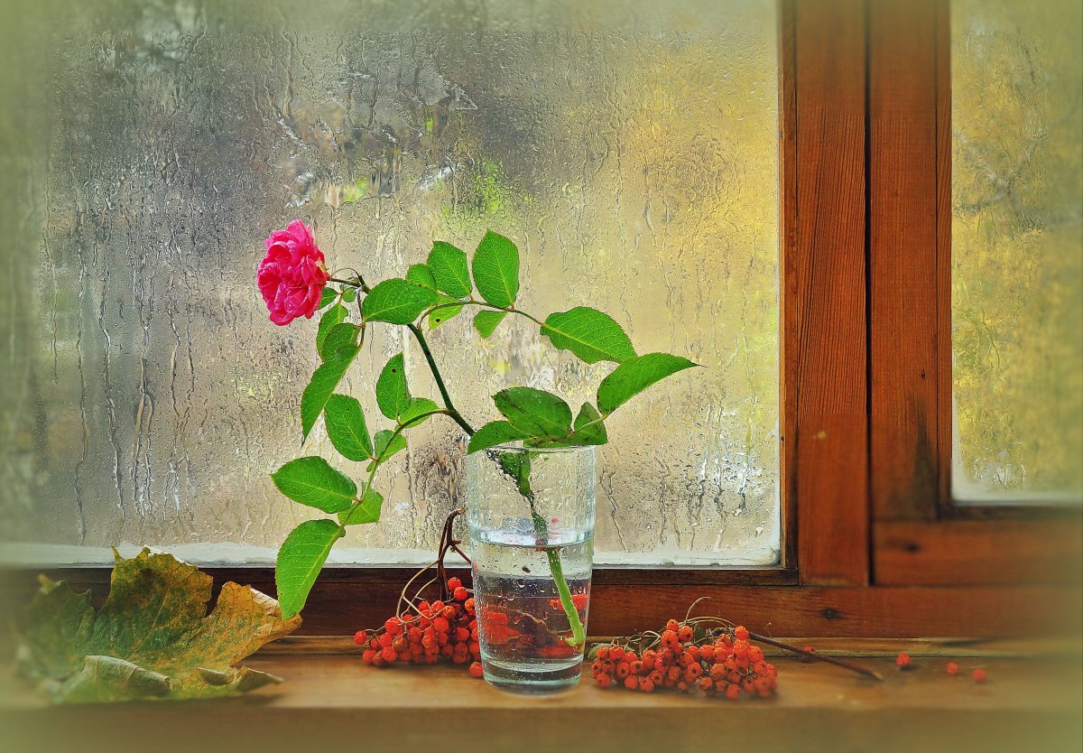 Цветы на окне и дождь