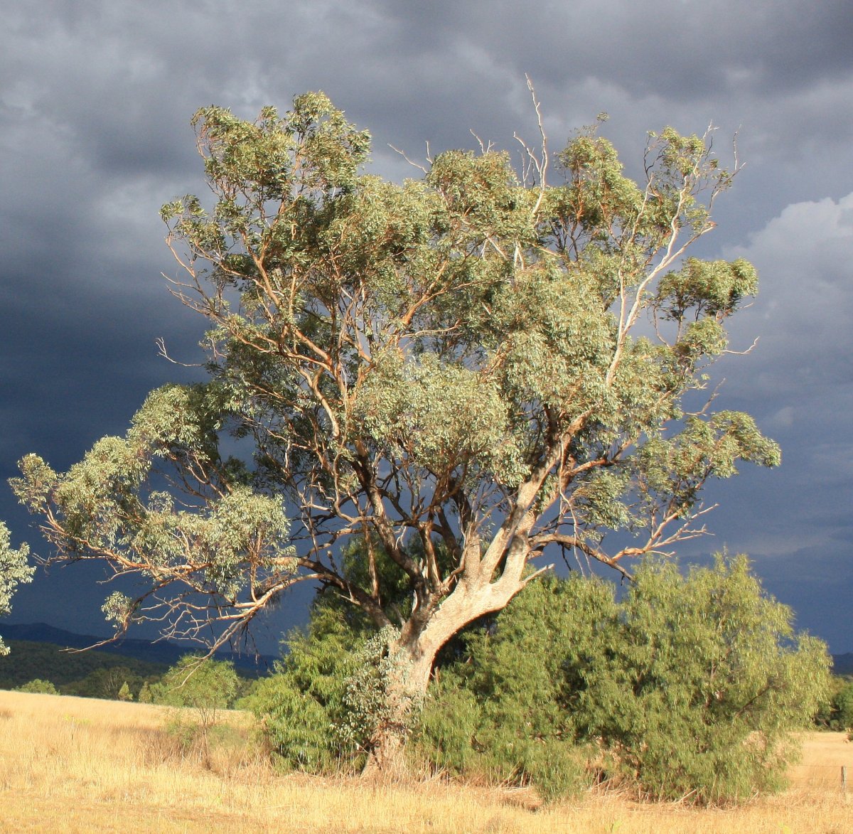 Вилга дерево в Австралии