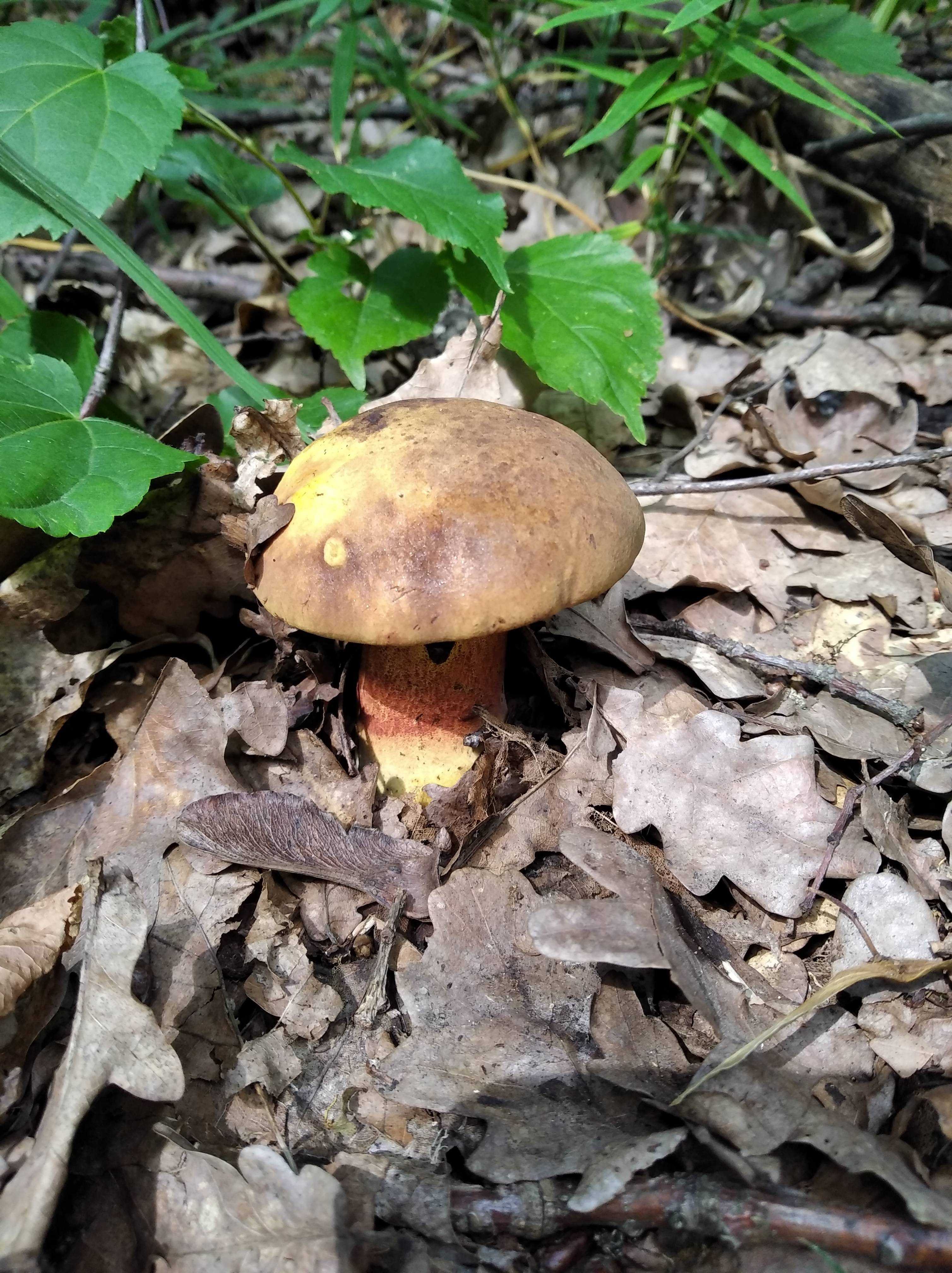 грибы под дубами фото