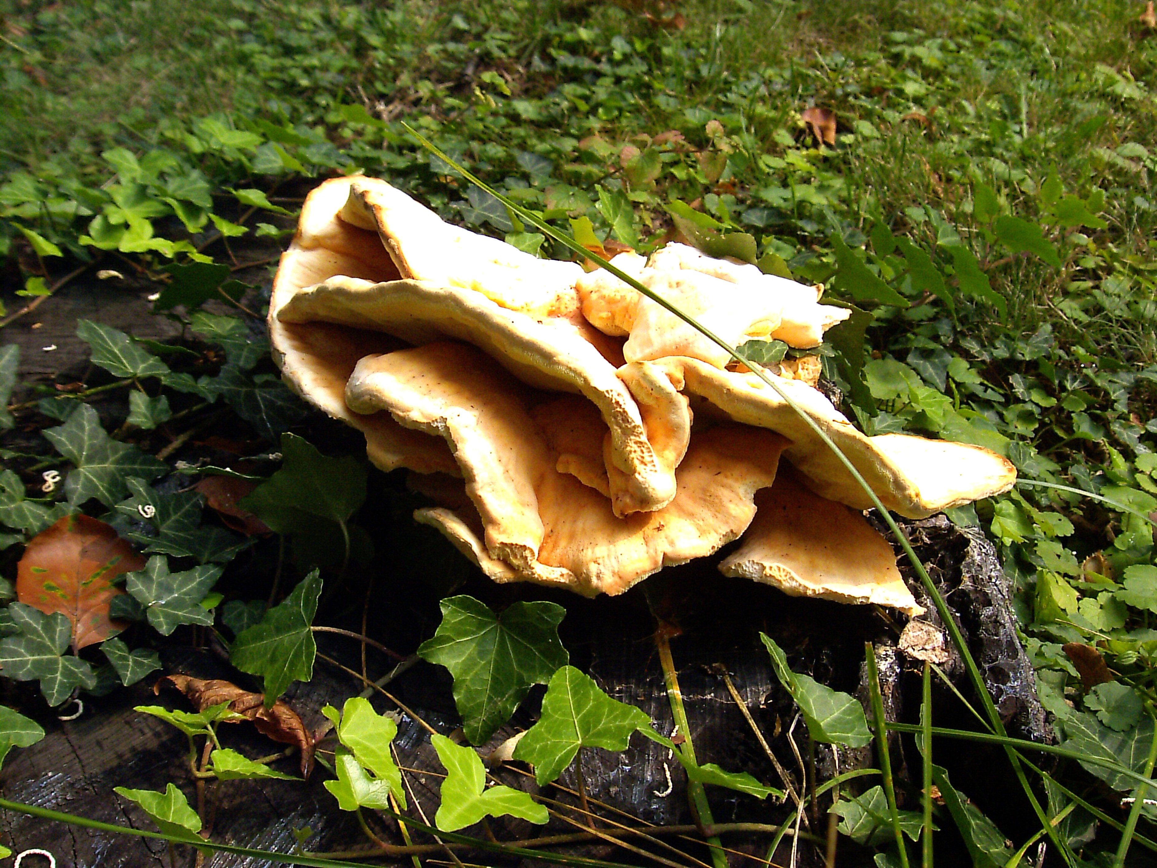Осенние луговые грибы съедобные