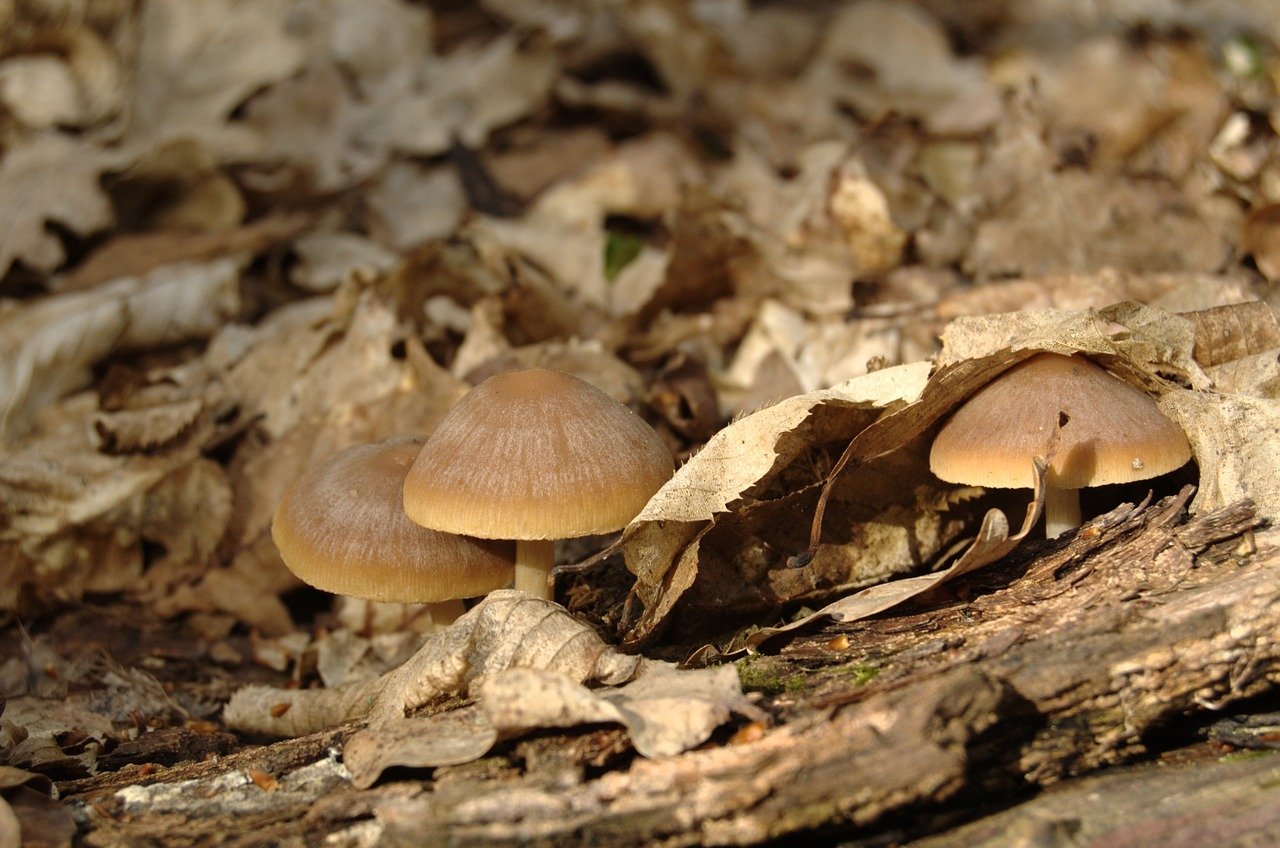 Осенние грибы средней полосы