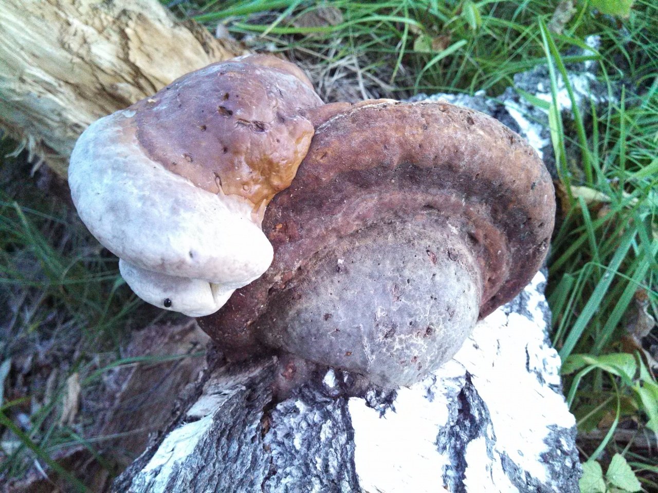 Съедобные грибы Новосибирской области