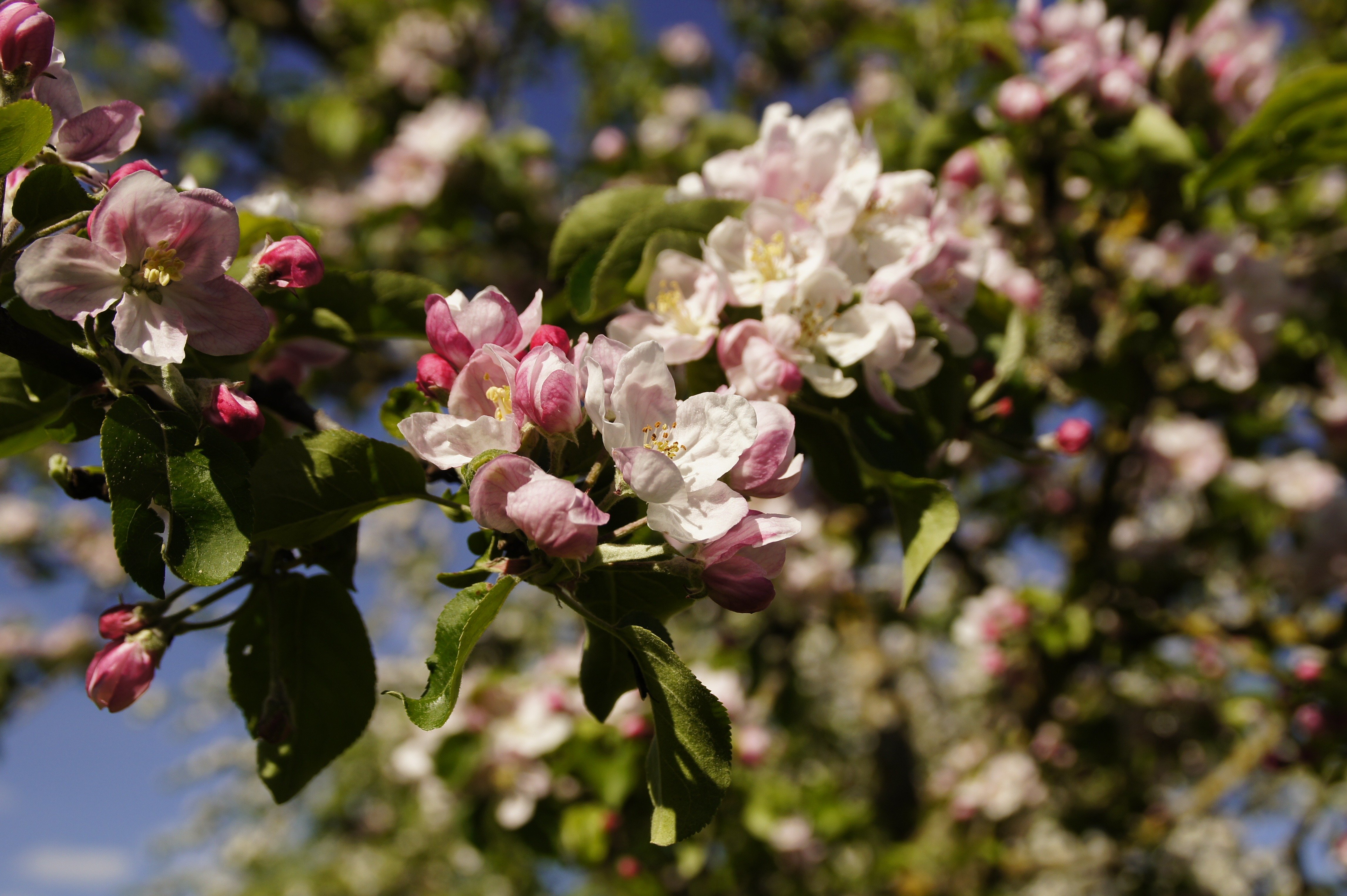 Яблоня май. Яблоневый цвет (Apple Blossom). Май яблоня цветет. Яблоня цветет розовыми цветами.