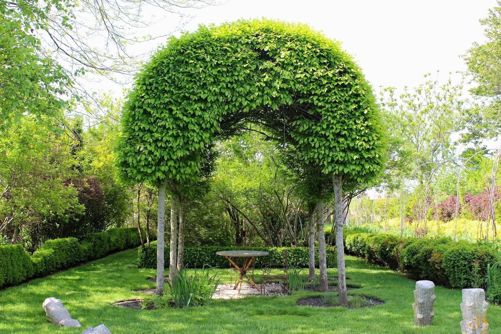 Плетеная ива дерево в ландшафтном дизайне фото