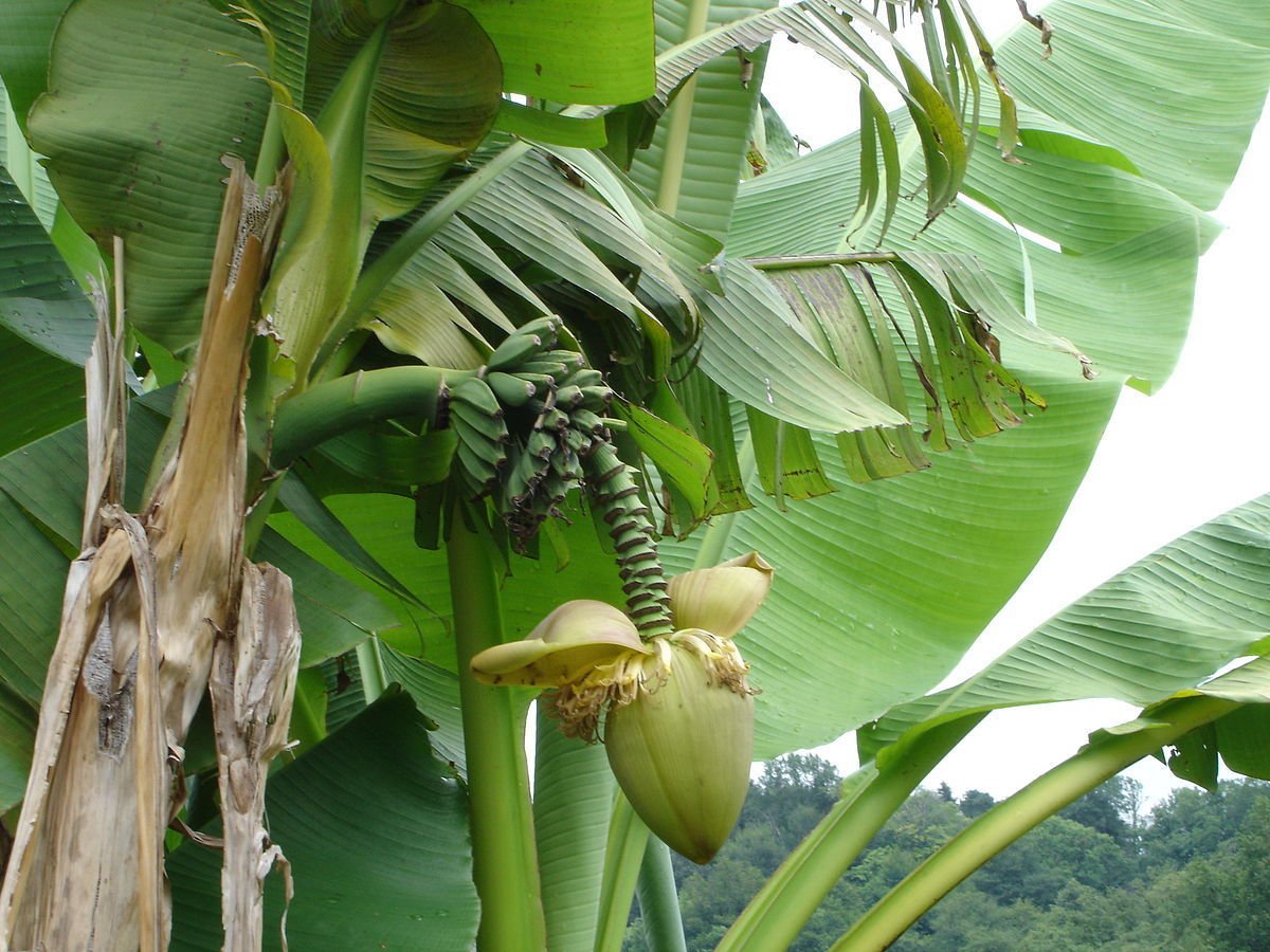 Банановая Пальма в Сочи