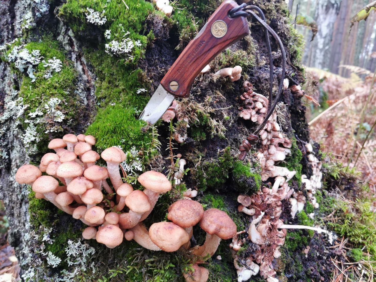 Какие грибы нельзя собирать в лесу