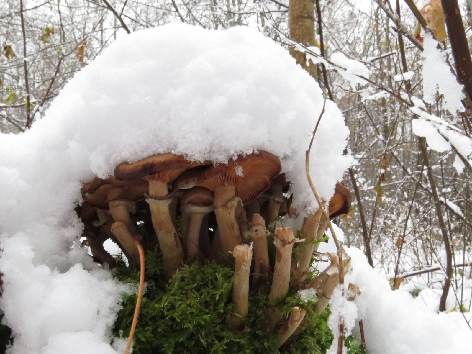 За грибами зимой