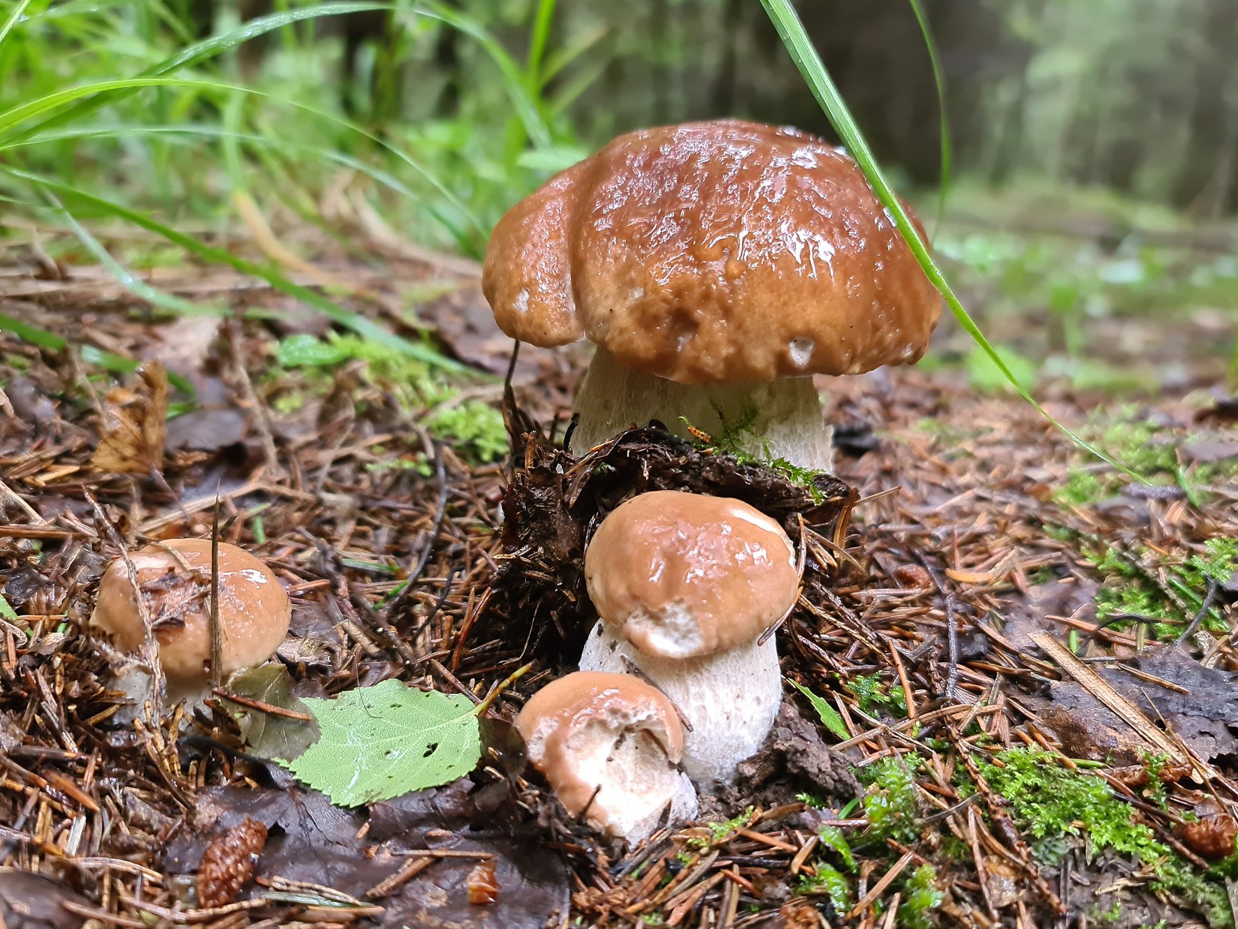 Первый гриб. Весенние грибы Подмосковья съедобные. Весенние грибы Подмосковья. Весенниесьдобныегрибы. Грибы в Липецкой области.