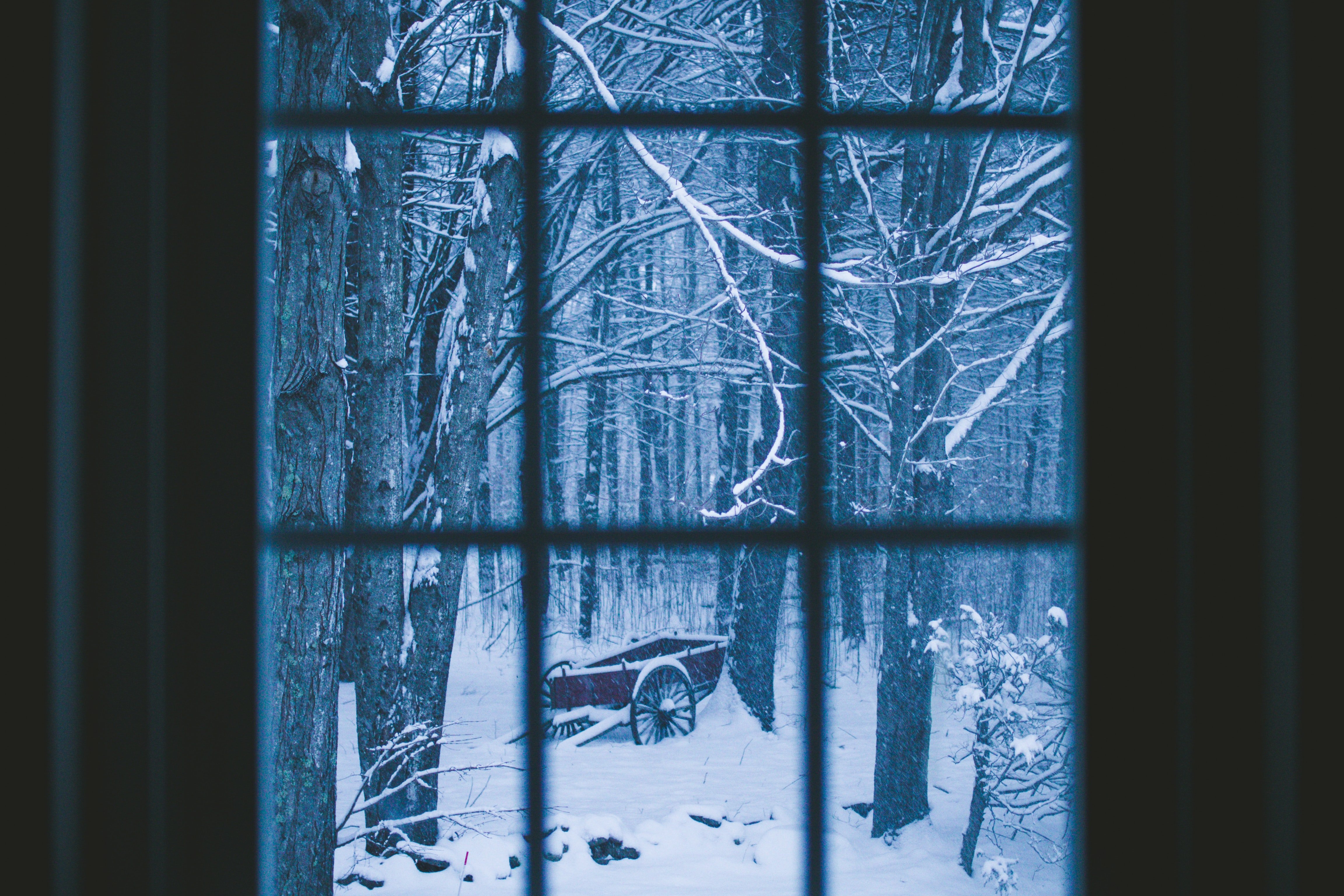Зимний лес за окном