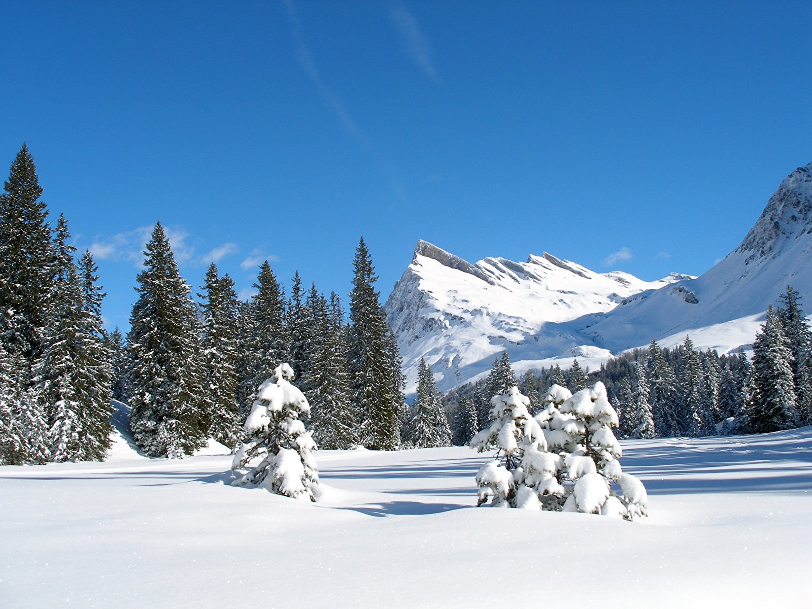 Зимний лес Швейцария