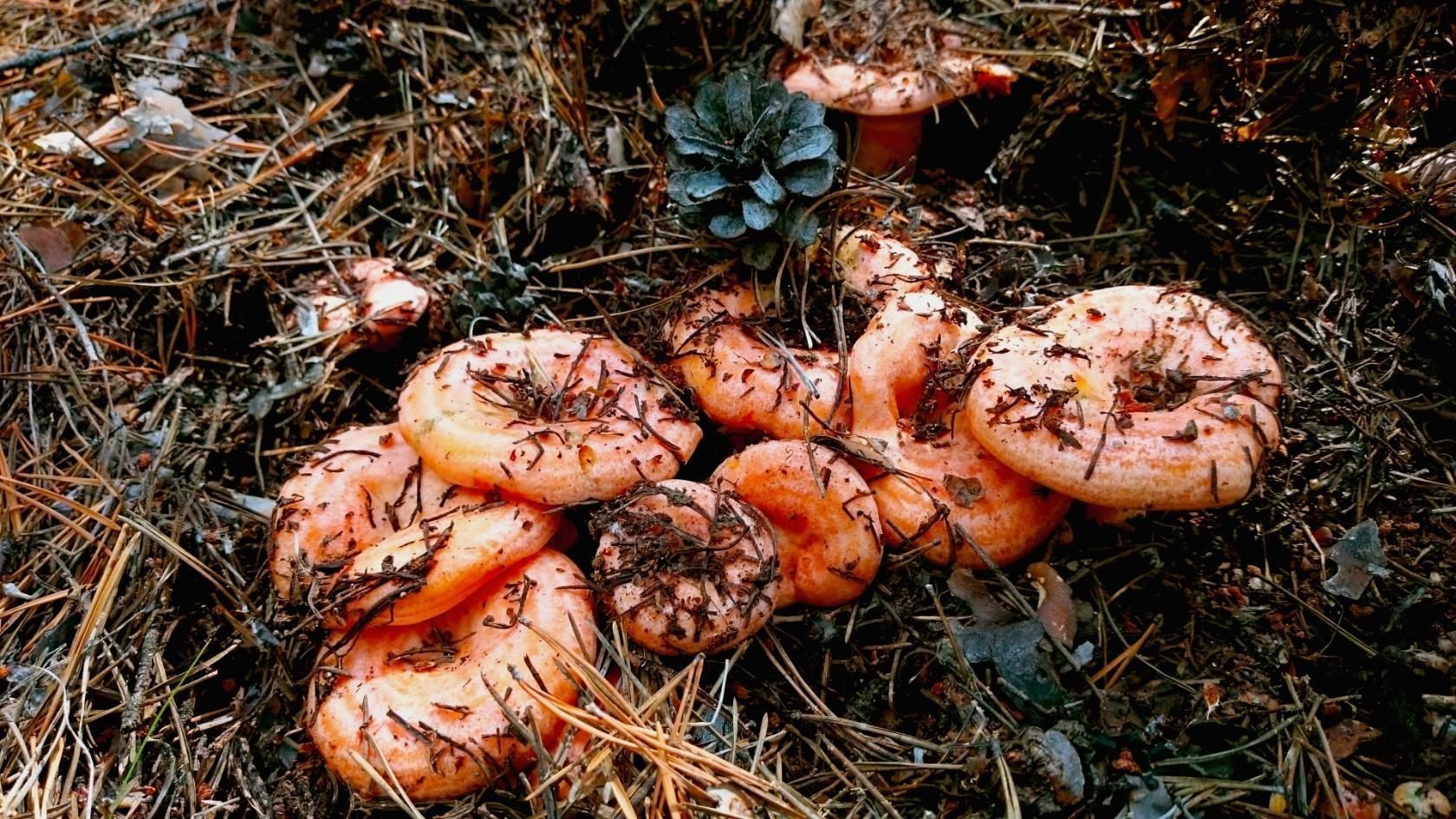 Осень рыжики. Рыжик Сосновый/Боровой (Lactarius deliciosus);. Рыжик Боровой Сосновый. Млечник Рыжик гриб. Грибы в лесу рыжики.