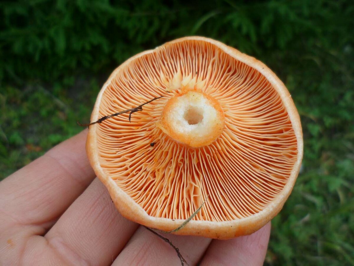 Желтые рыжики. Рыжик Сосновый/Боровой (Lactarius deliciosus);. Рыжики грибы Царский гриб. Королевский Рыжик. Рыжики пластинчатые грибы.