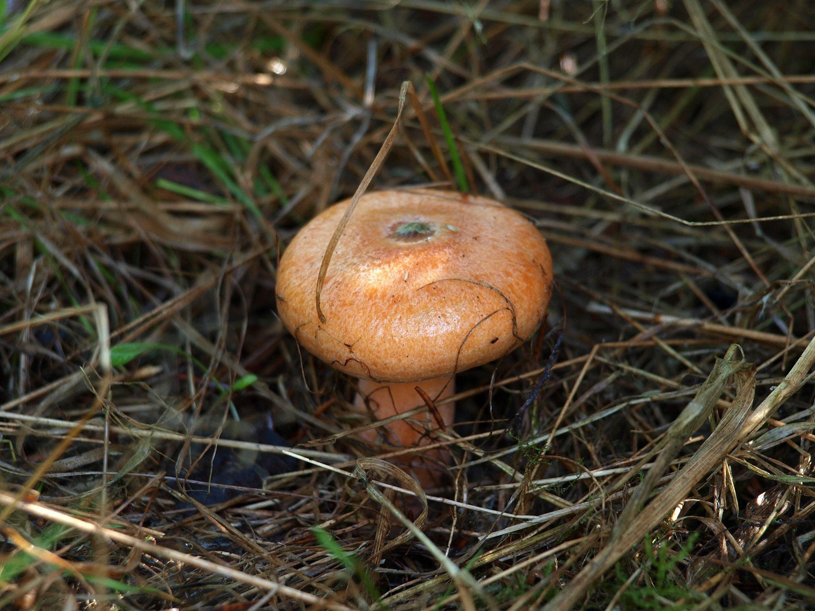 Какой гриб рыжик. Рыжик Сосновый/Боровой (Lactarius deliciosus);. Гриб Рыжик еловый. Млечник Рыжик гриб. Сибирский Рыжик.