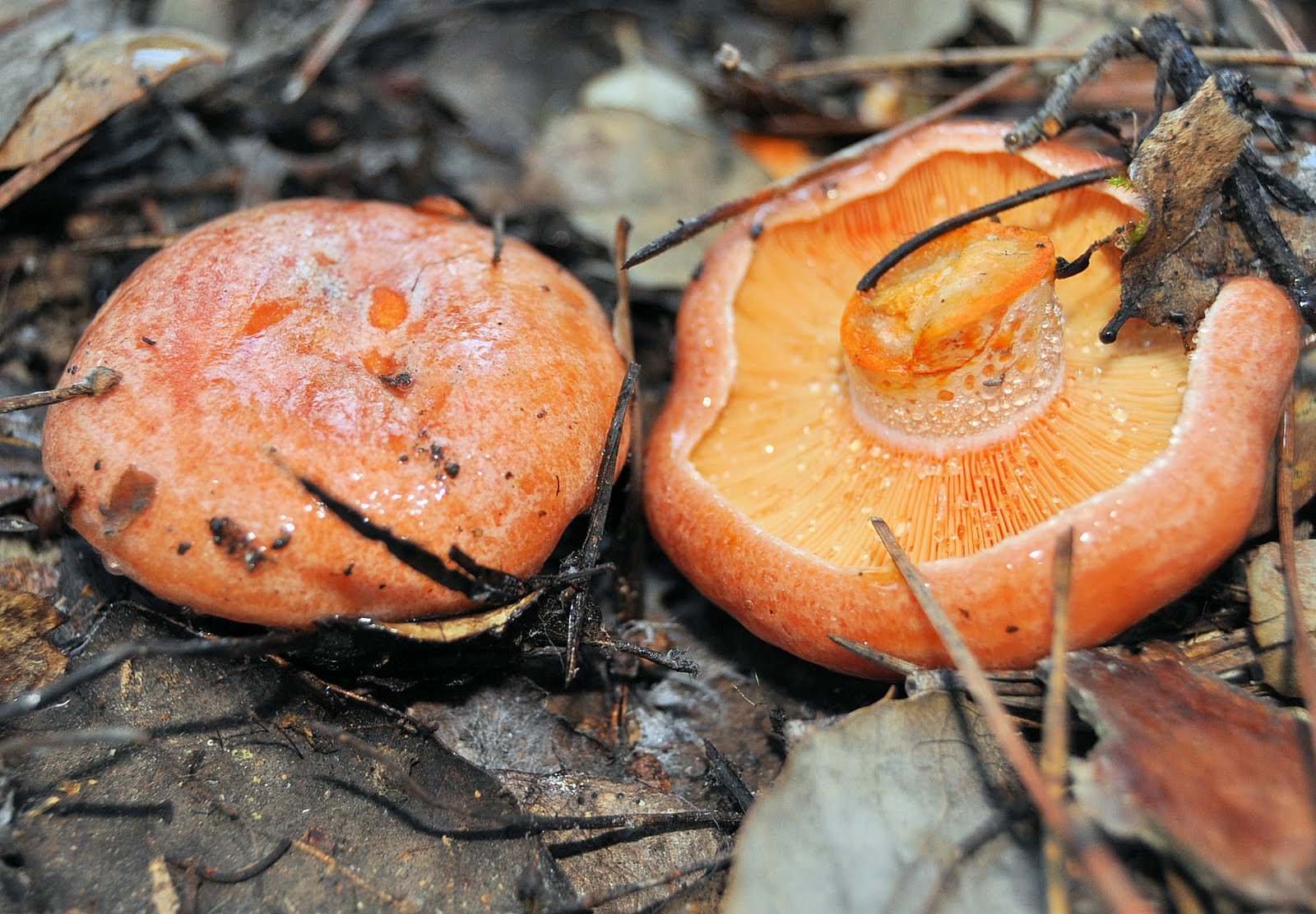 Цвет рыжиков. Рыжик Сосновый/Боровой (Lactarius deliciosus);. Рыжики грибы. Царский гриб Рыжик. Рыжик Боровик.