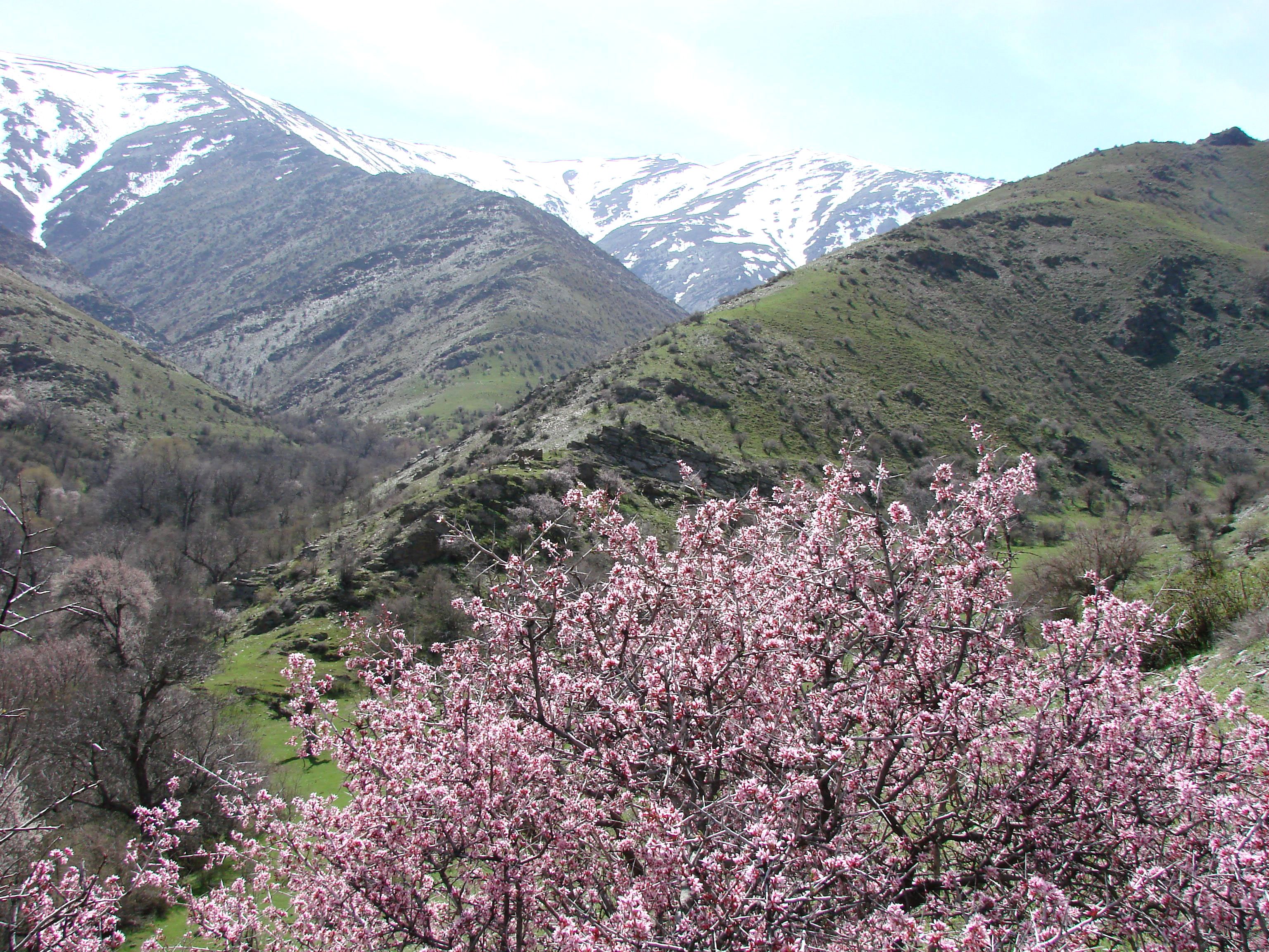 Абрикос цветет Таджикистан горы