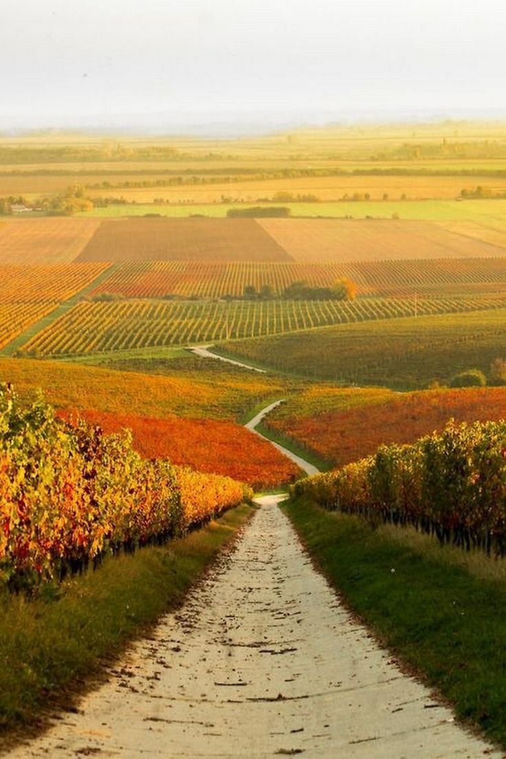 Поле виноградников Молдова
