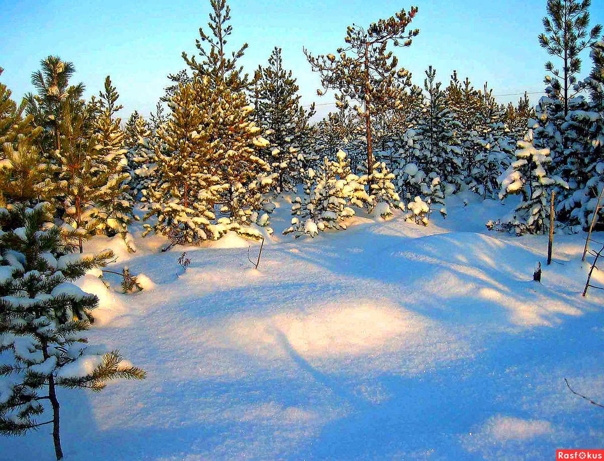 Природа Югры зима