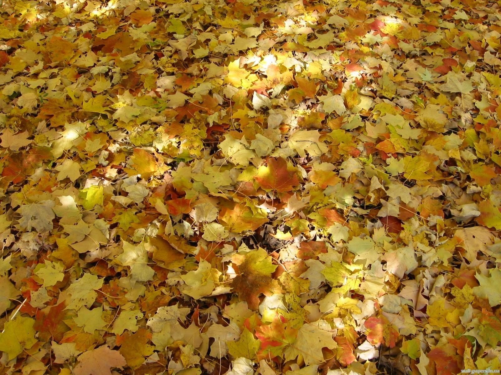Ковер осенних листьев