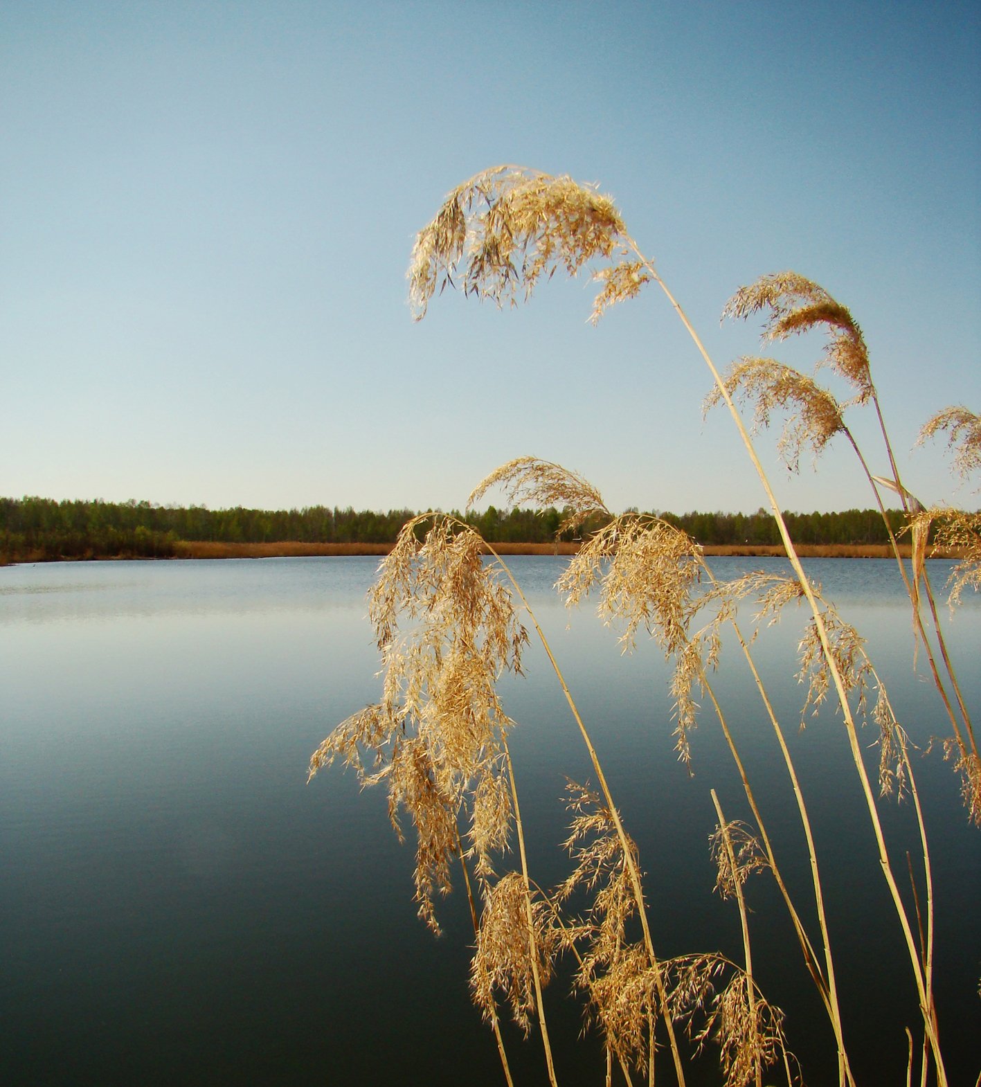 Золотое кольцо камыш. Камыш-Самарские озёра. Озеро рогоз камыш. Берег озера с камышами. Тростник у реки.