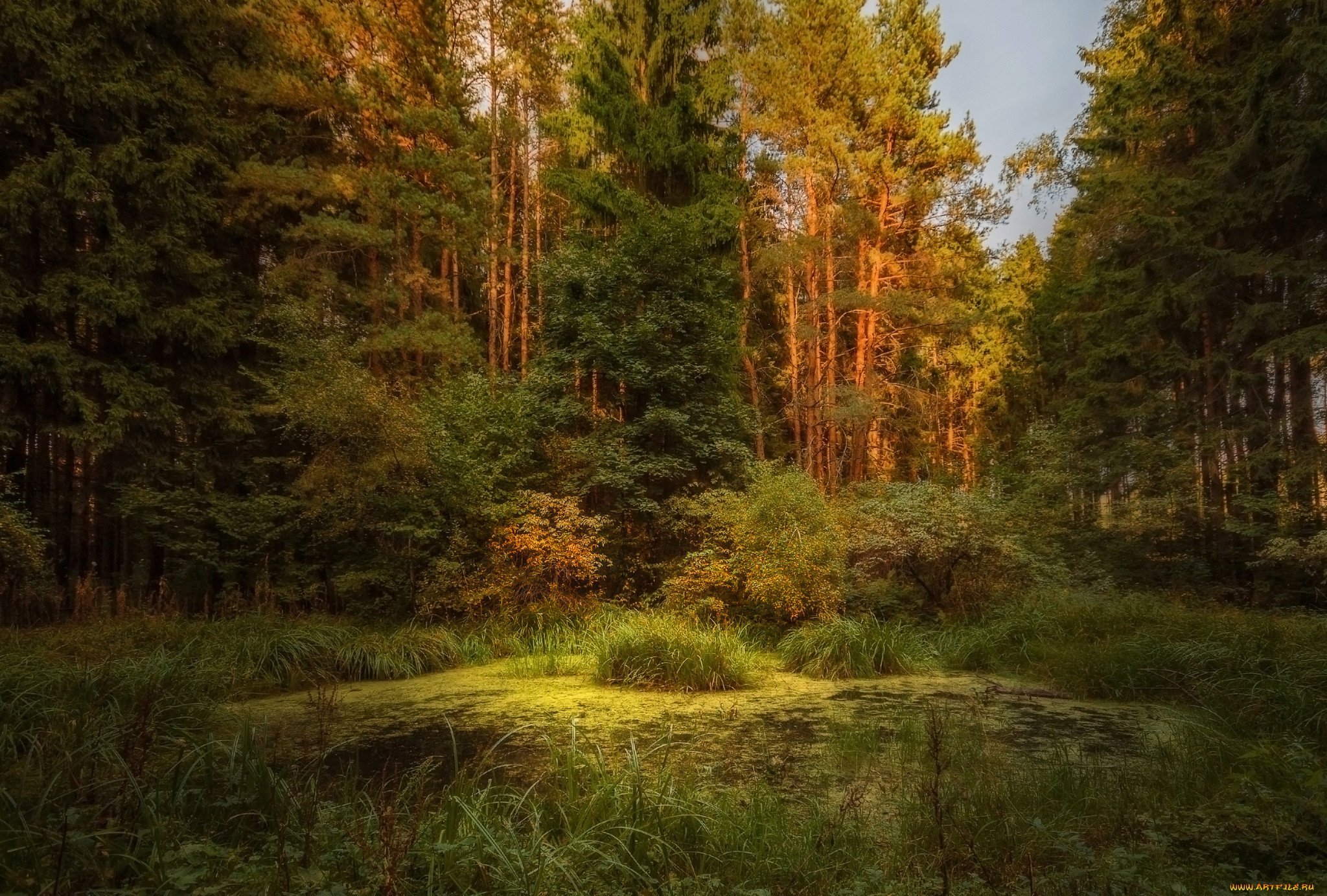 За болотом сосновый лес