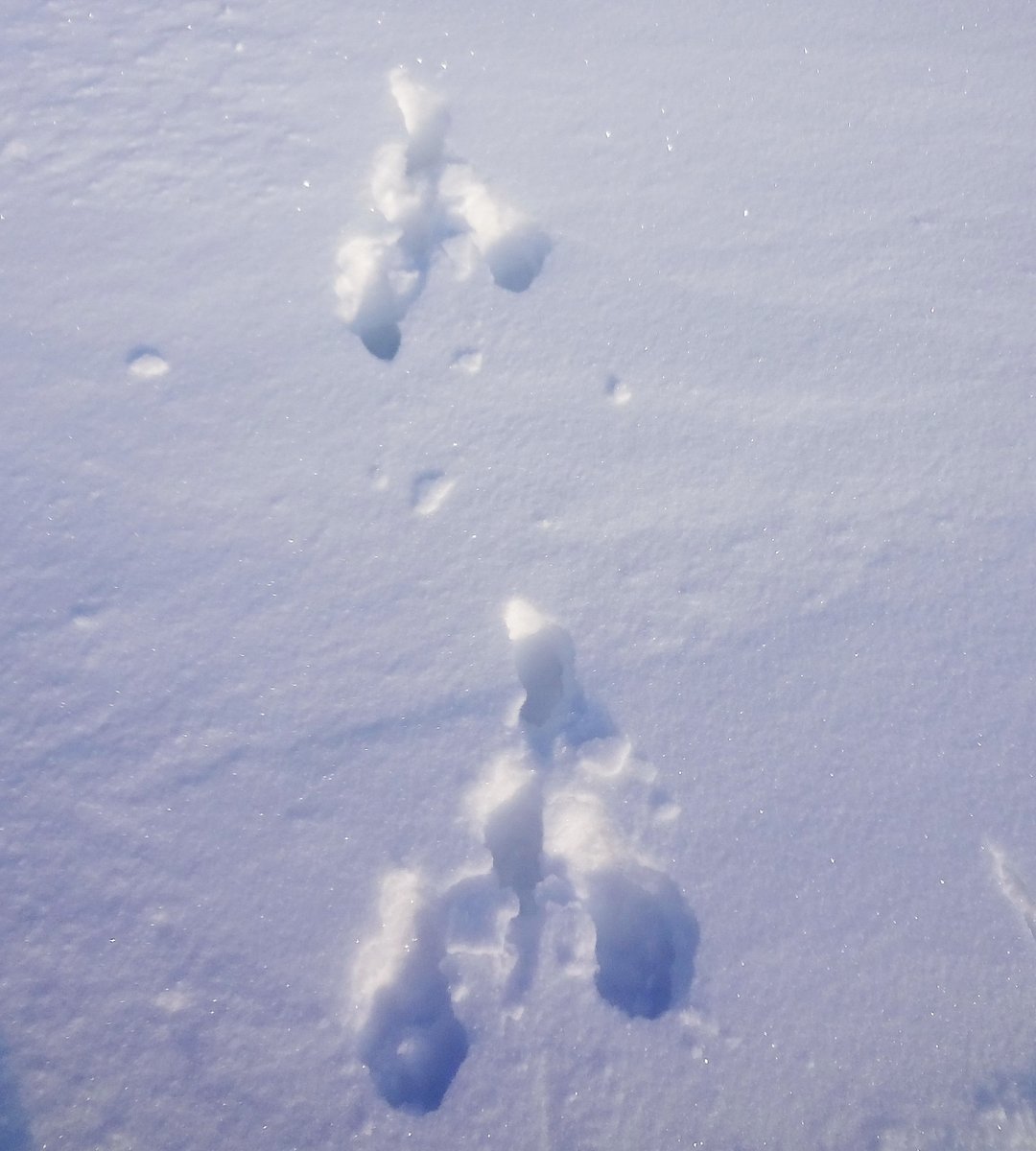 След зайца на снегу 5. Следы зайца в зимнем лесу. Следы зайца заячьи следы. Следы зайца беляка. Заячьи следы на снегу.