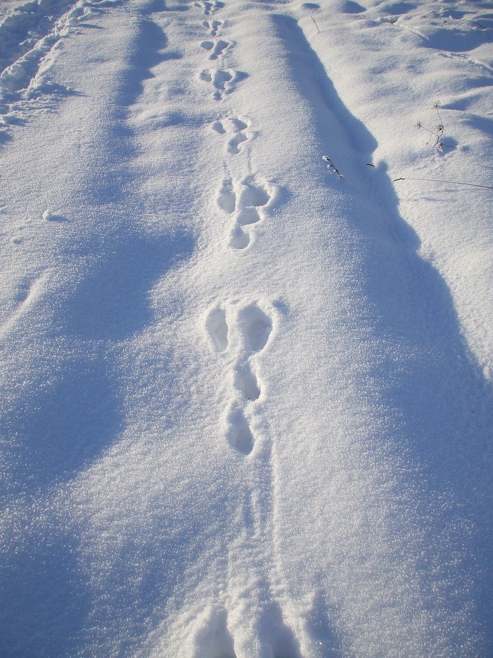 Заячьи следы на снегу