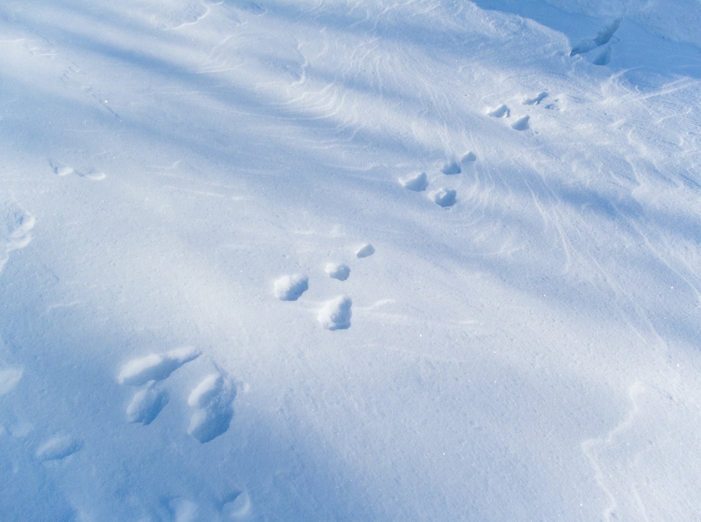 След зайца на снегу 5. Следы зайца на снегу. Заячьи следы. Следы зайца. Снежные следы зайца.