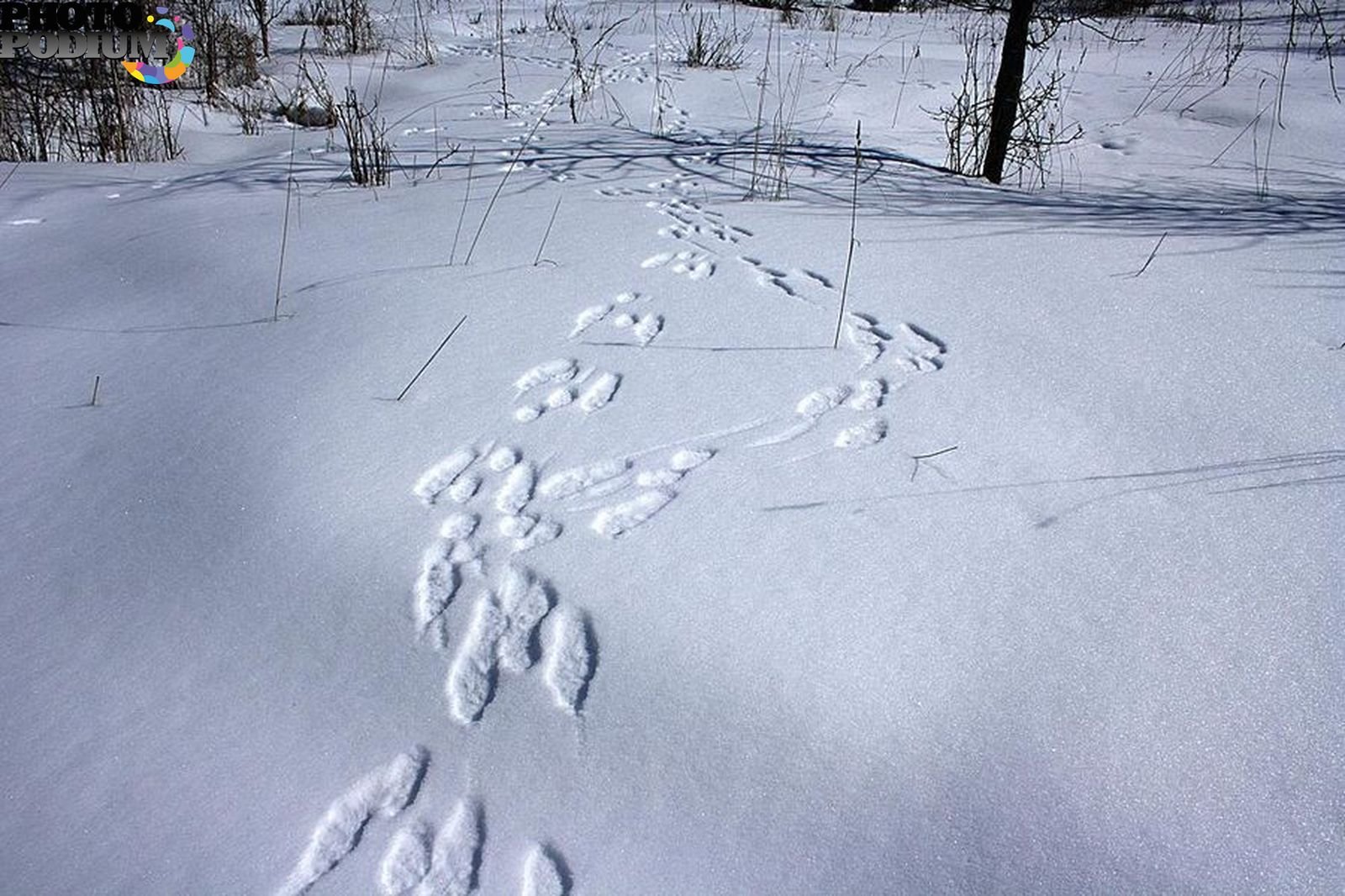 Заячьи следы на снегу