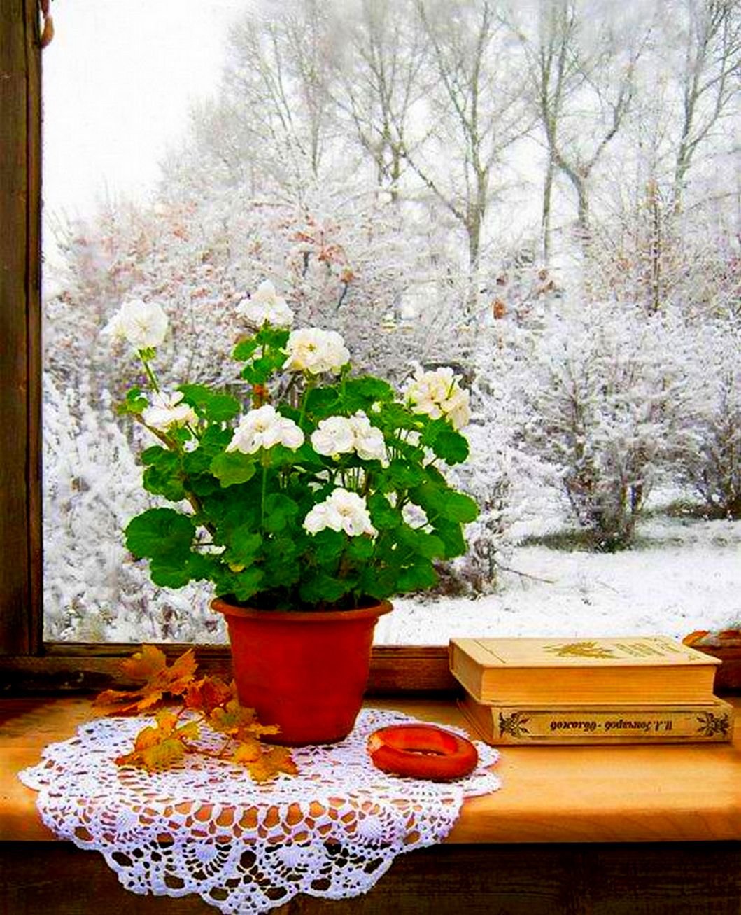 Доброе снежное мартовское утро. Зимние цветы. Цветы зимой. Цветы на подоконнике. Красивые зимние цветы.