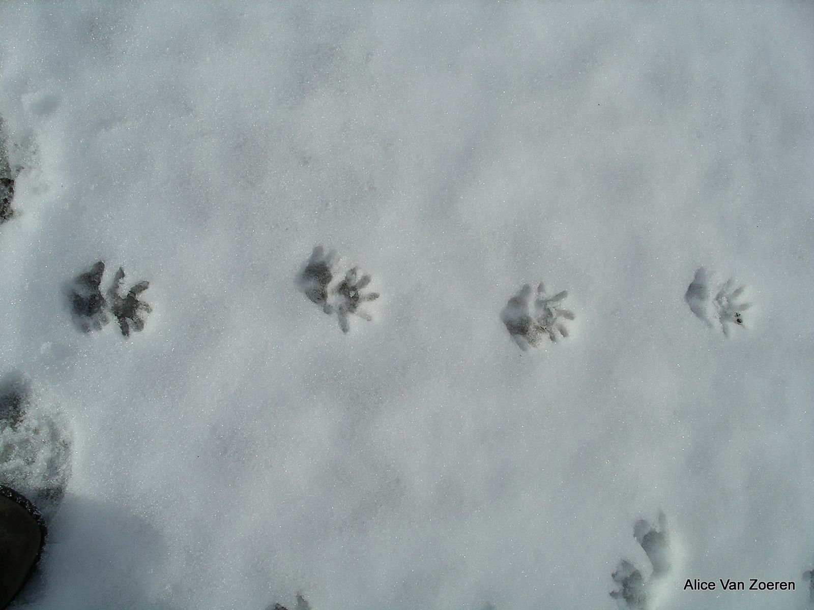 След рыси и волка на снегу фото
