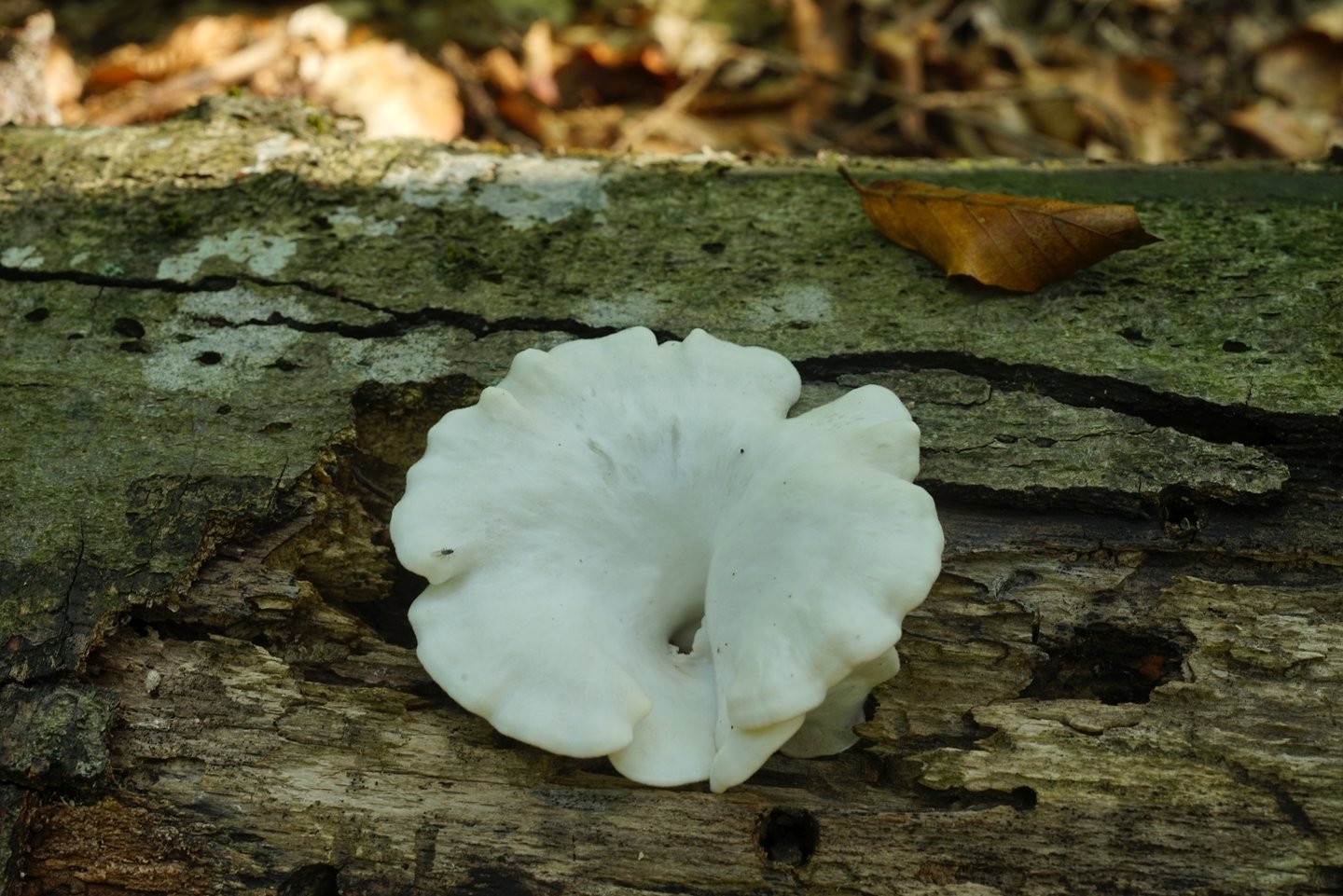 Грибы растущие в краснодарском крае. Степные грибы Кубани. Осенние грибы Краснодарского края. Съедобные грибы Краснодарского края. Белый пустынный гриб.