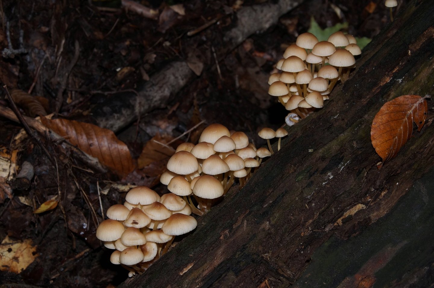 Осенние грибы Краснодарского края и Адыгеи