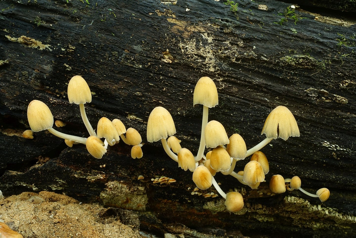 Редкие грибы Кубани