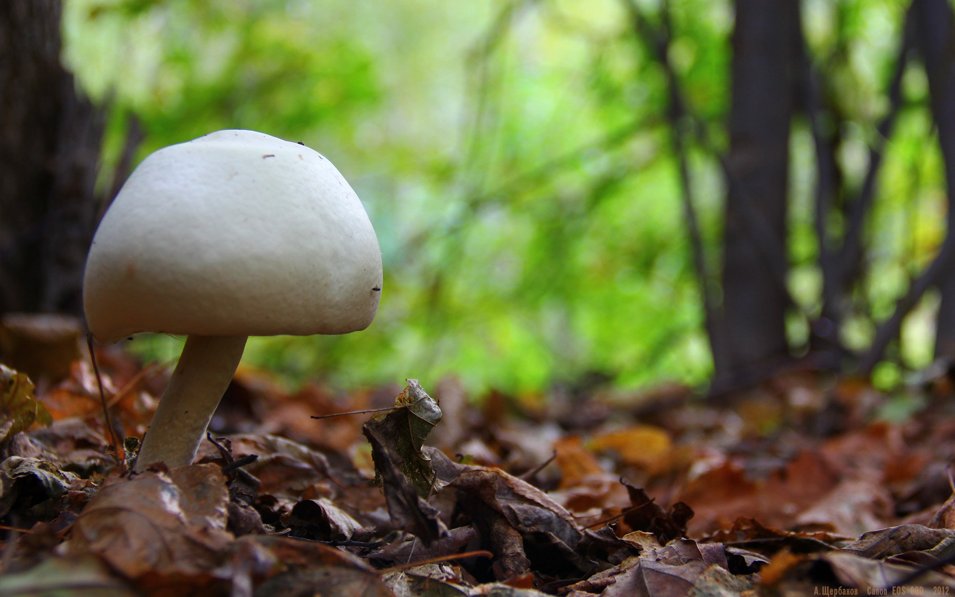 Пшеничный гриб. Чаудинский белый гриб. Машрумс грибы. Малеурский национальный лес гриб. Гриб Молоканка белая.
