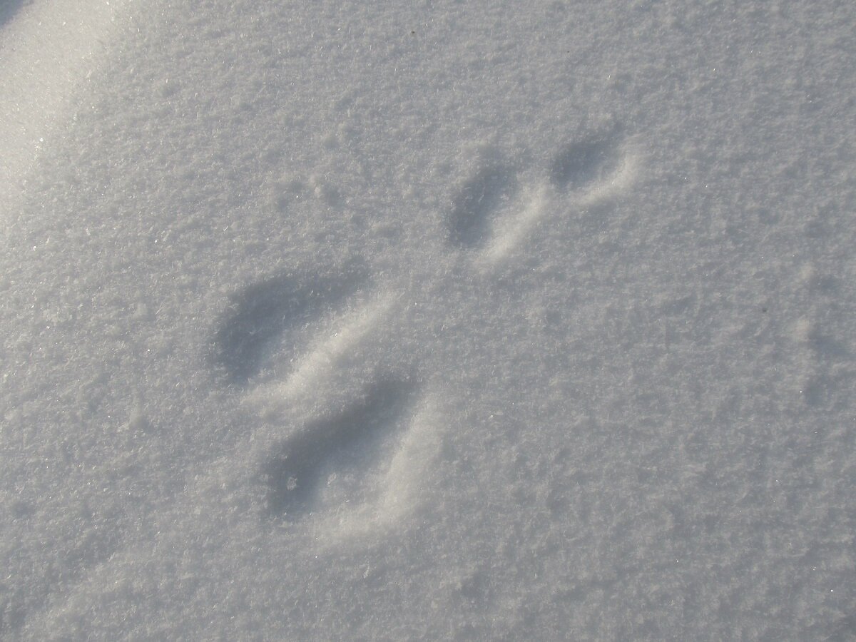 След зайца на снегу 5. Следы животных на снегу. Следы зайца на снегу. Белка следы на снегу. Беличьи следы.
